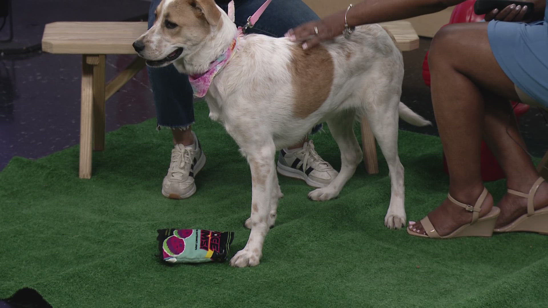 Jaylen Petty scores 24 as Texas Tech beats Akron 91-71 in NCAA ...