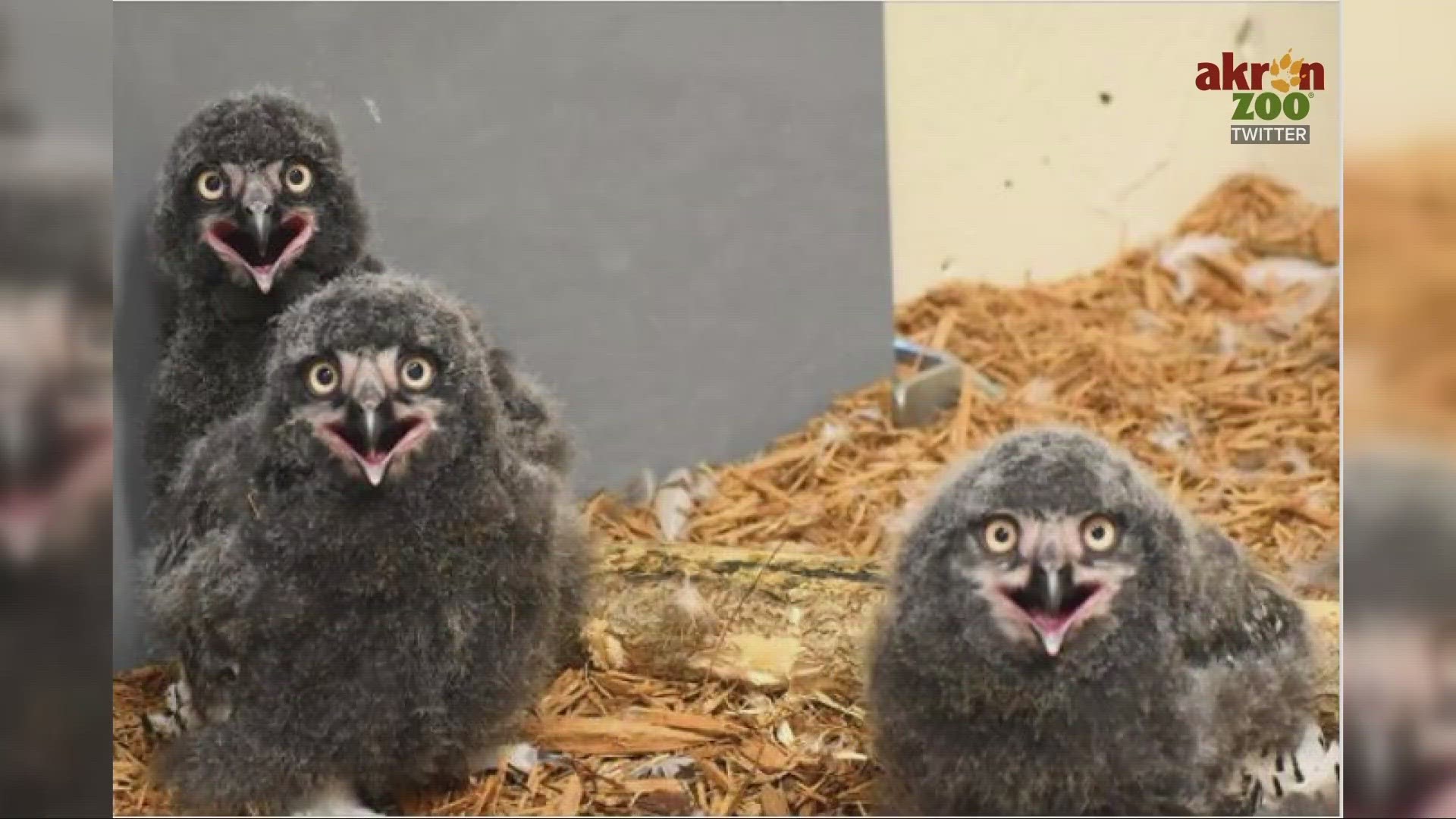 Three snowy owlets hatched at the Akron Zoo in July.