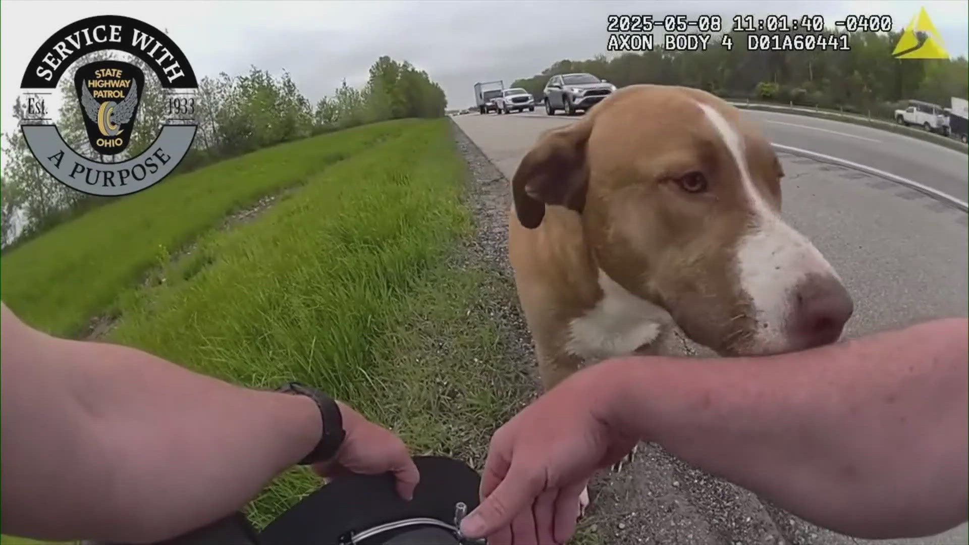 After being coaxed off the highway, the dog jumped right into Sergeant Brett Claxton's cruiser. The pup has since been returned to its owner.