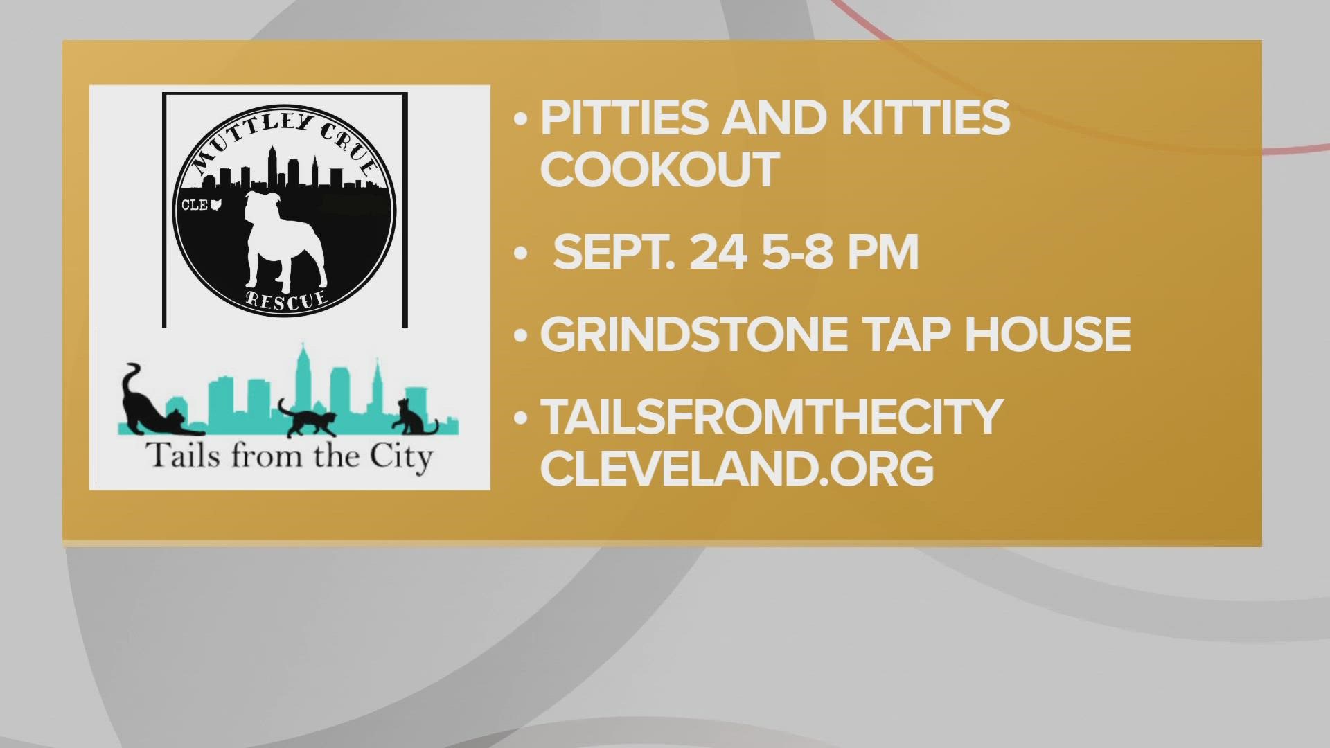 3News welcomed two kittens and a puppy into the studio for the Ready Pet Go! segment. Tails from the City and Muttley Crew Rescue are looking for people to adopt.