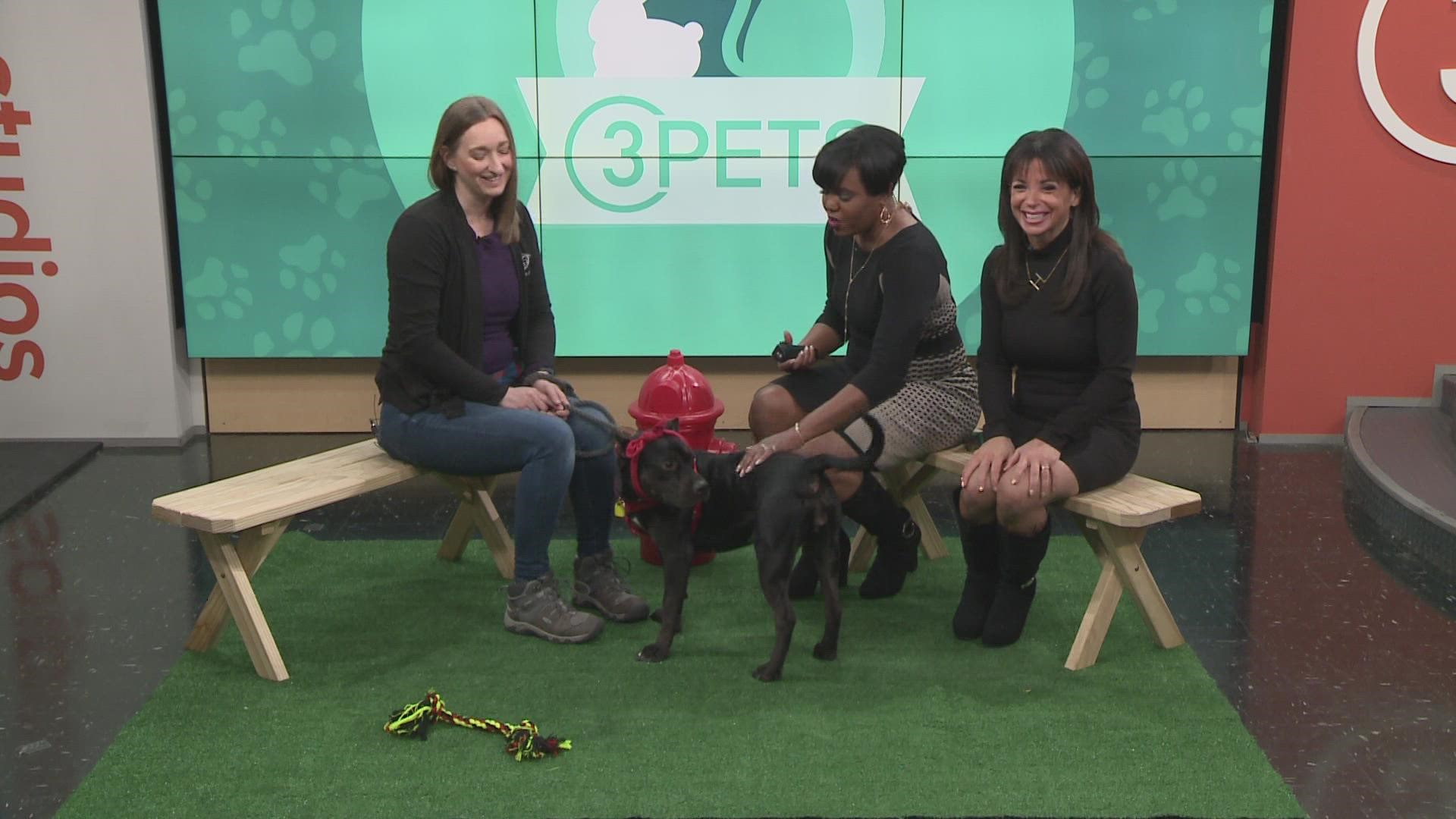 The Cleveland Animal Protective League visited 3News to show off China. China is up for adoption and is 12 months old. She is a terrier, American pit bull/mix.