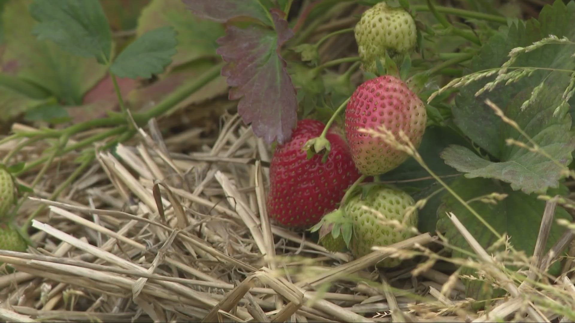 Farmers throughout Northeast Ohio are seeing the impact of drought on crops like berries and corn after nearly three weeks of no rain.