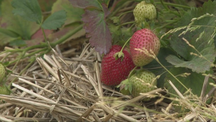 Concern grows for Northeast Ohio farmers amid drought