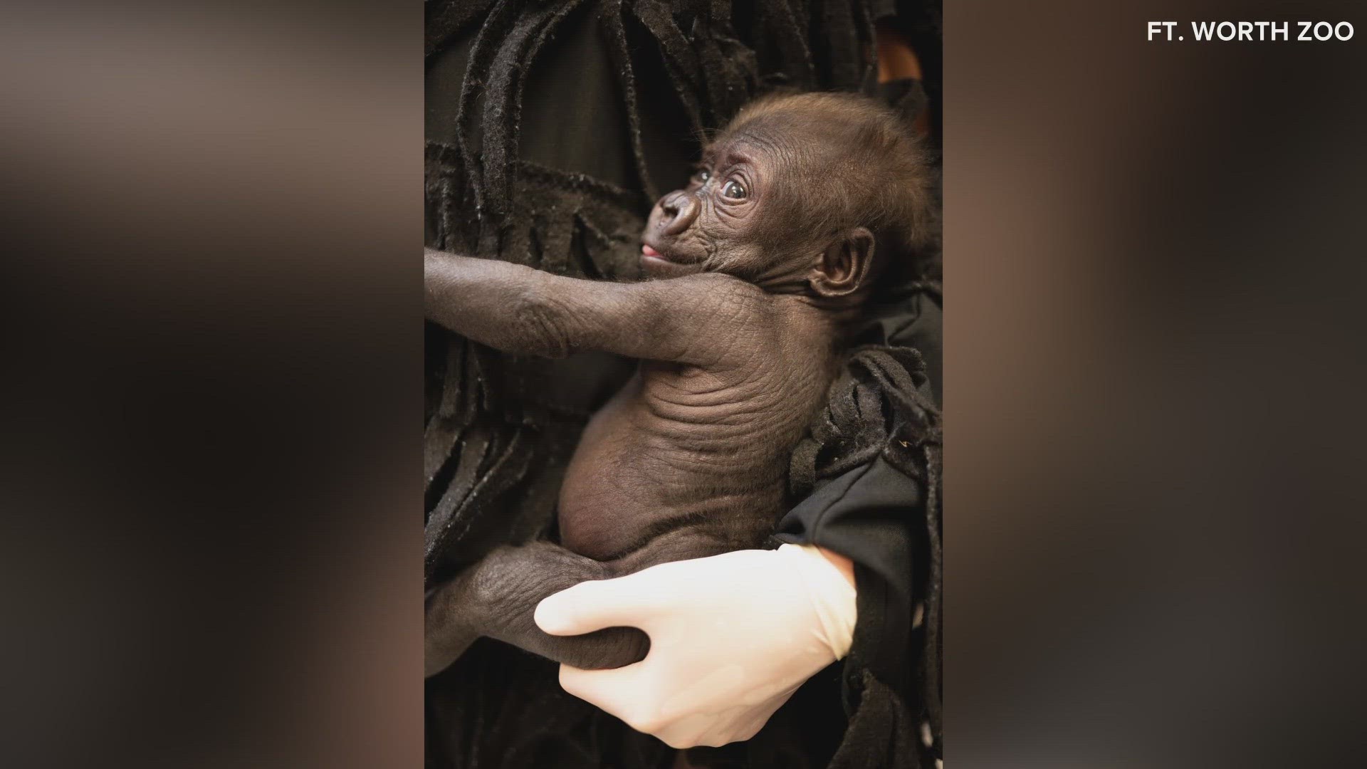 Zoo officials say her birth in early January made international headlines after life-threatening complications threatened the health of her mother, Sekani.