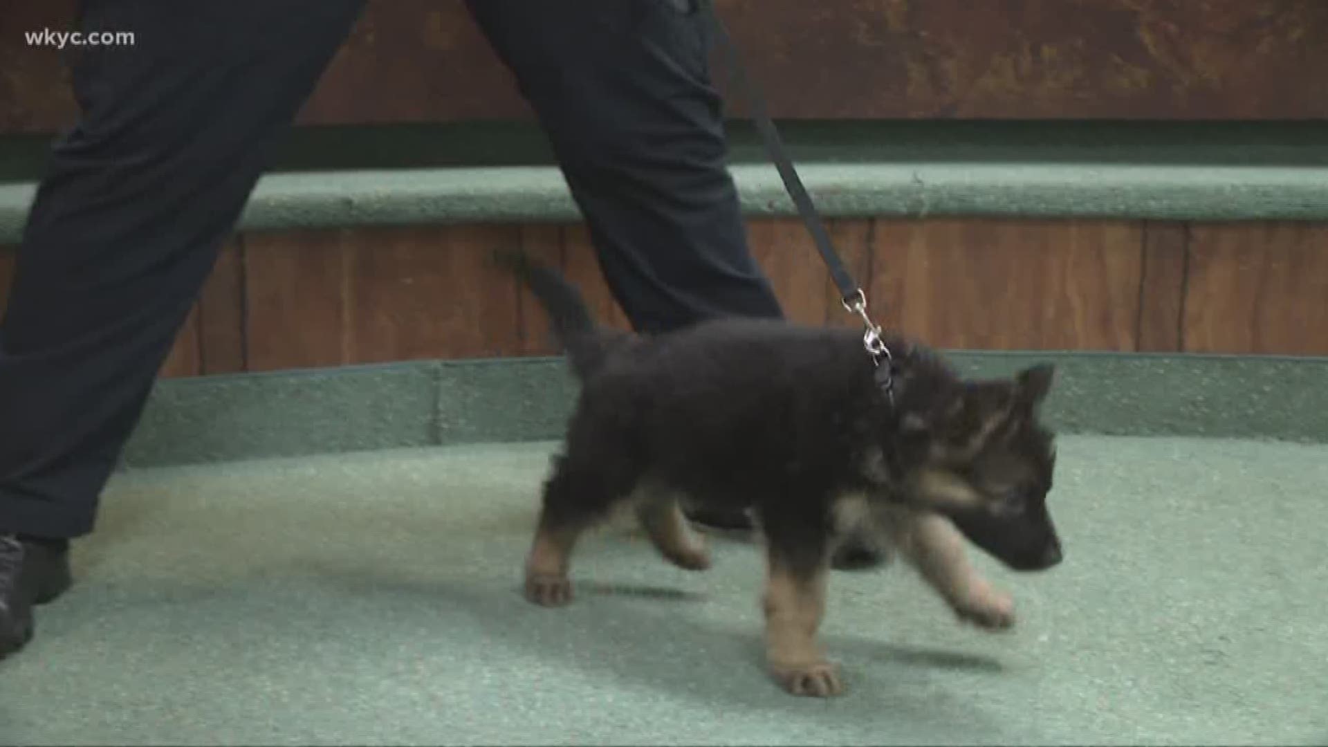 Woodmere swears in newest K-9 officer