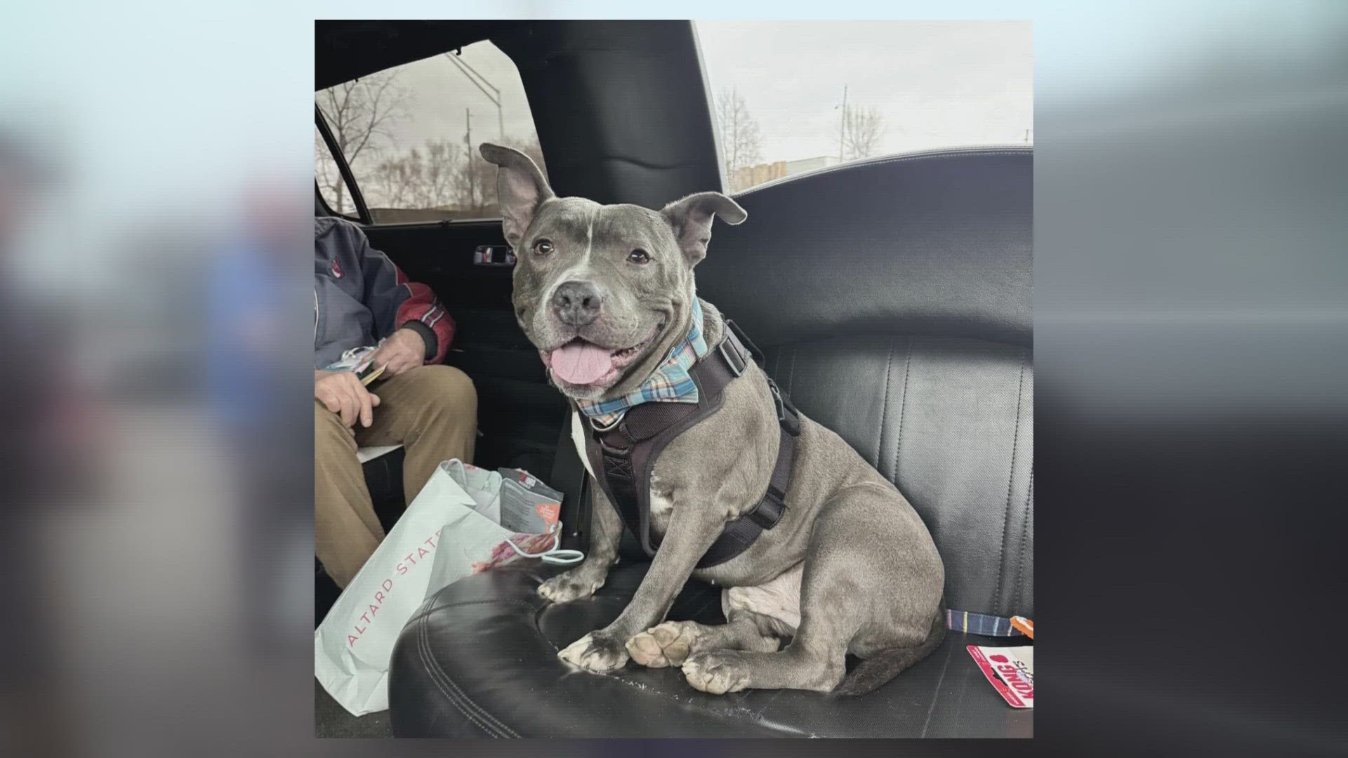 The newly adopted dog got a "clap out" from shelter staff and volunteers before traveling to his new home in a stretch limousine.