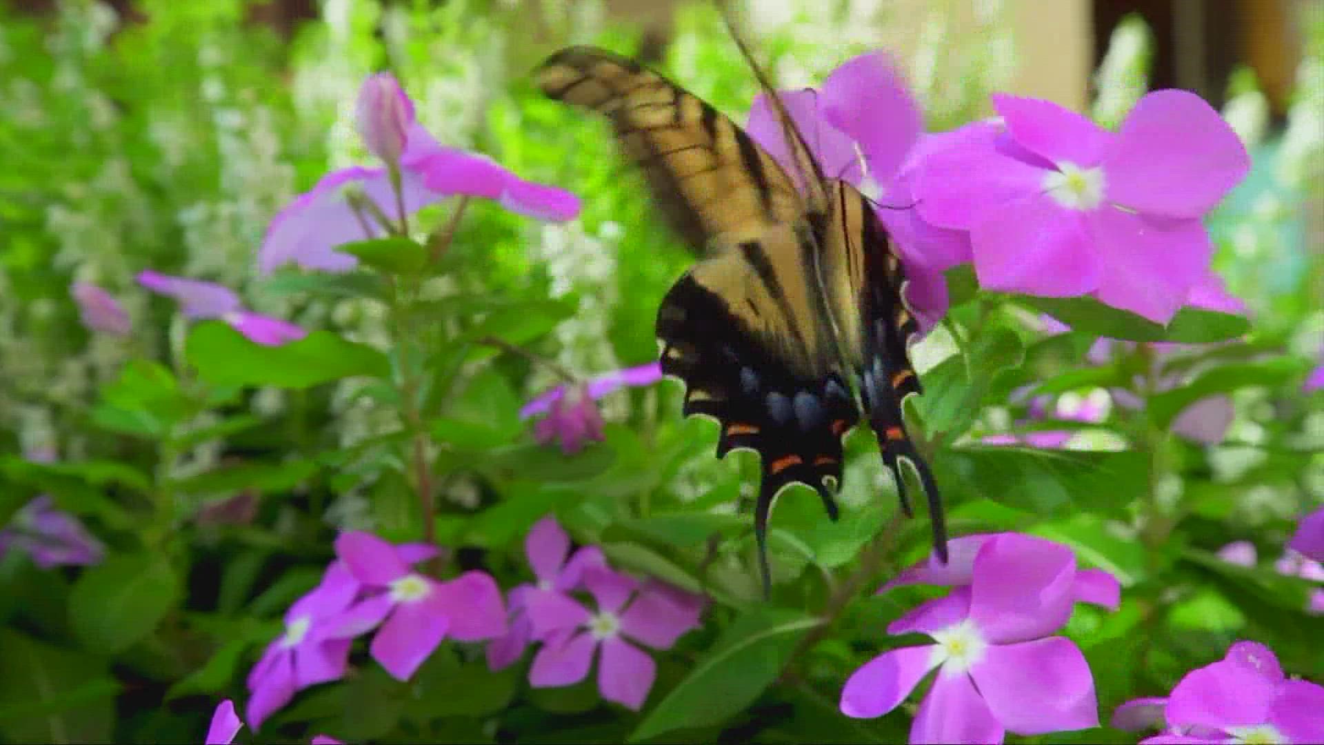 Residents at Judson Park are doing their part to ensure butterflies don't become extinct.