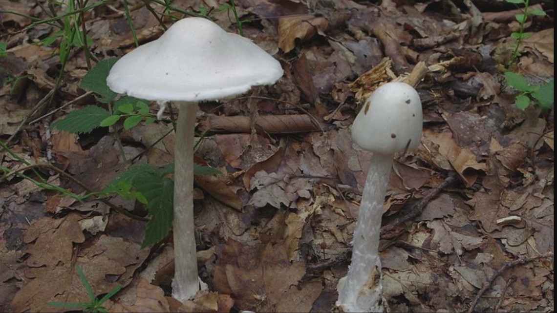 What you need to know about mushroom poisonings in Northeast Ohio