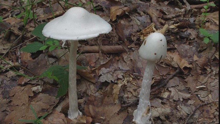 The deadly mushroom in your yard: Here's what you need to know about mushroom poisoning in Northeast Ohio