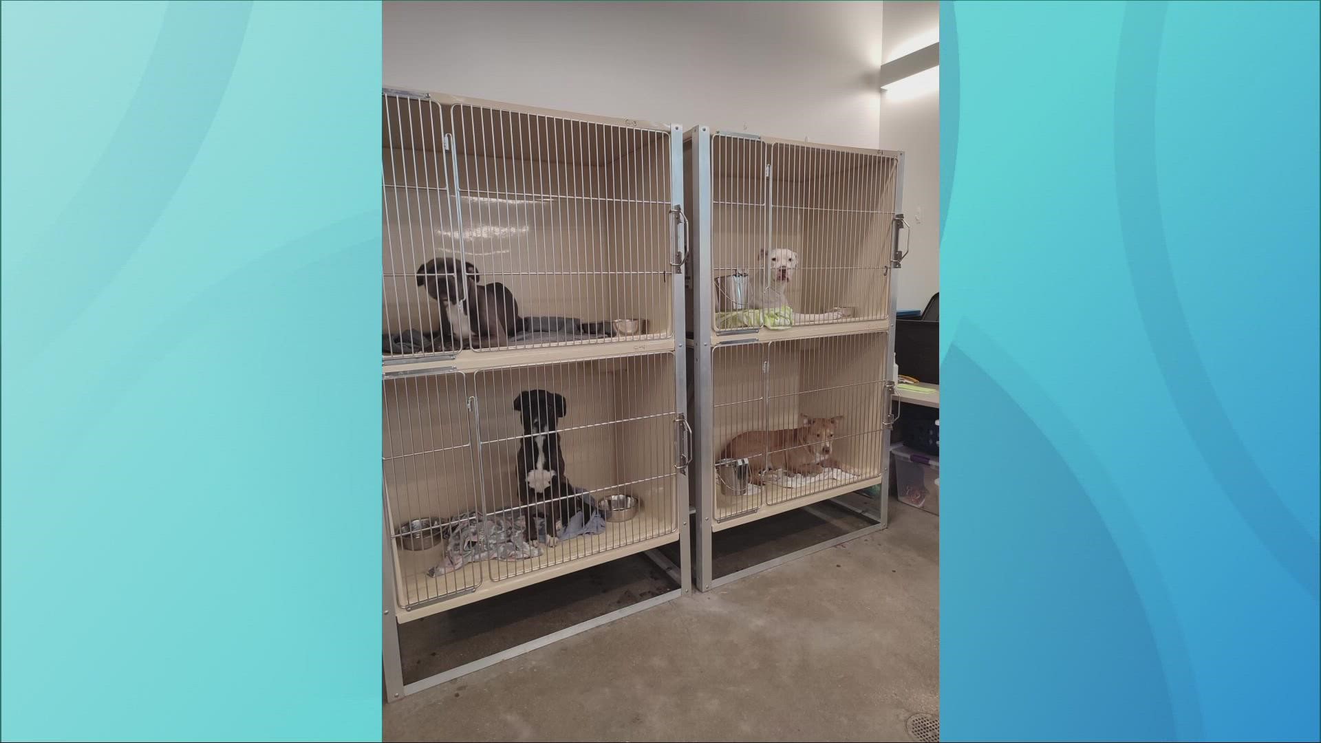 City Dogs Cleveland is lowering adoption fees after kennels have once again exceeded capacity. 3News' Laura Caso has more.