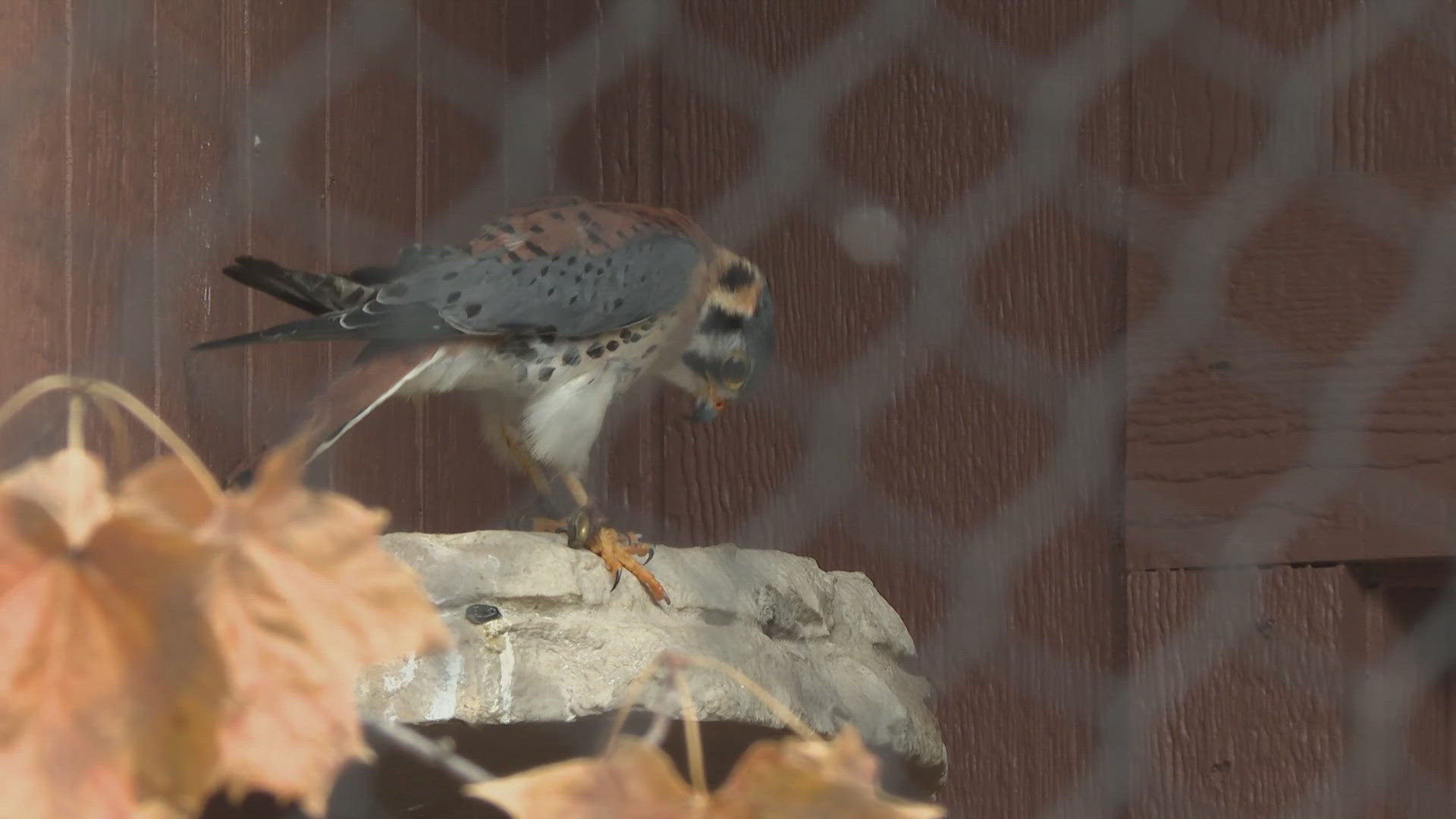 The new Wildlife Gardens at Lake Erie Nature and Science Center offer engaging learning about native animals.