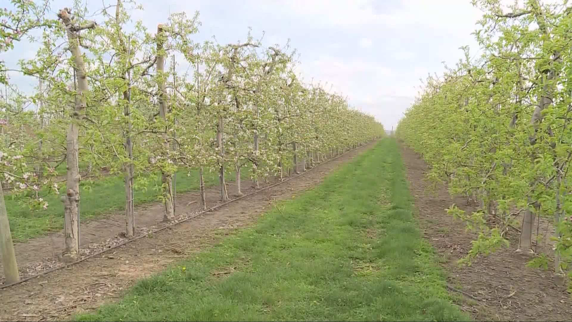 Freezing temperatures can put apple, peach, and pear crops in jeopardy.