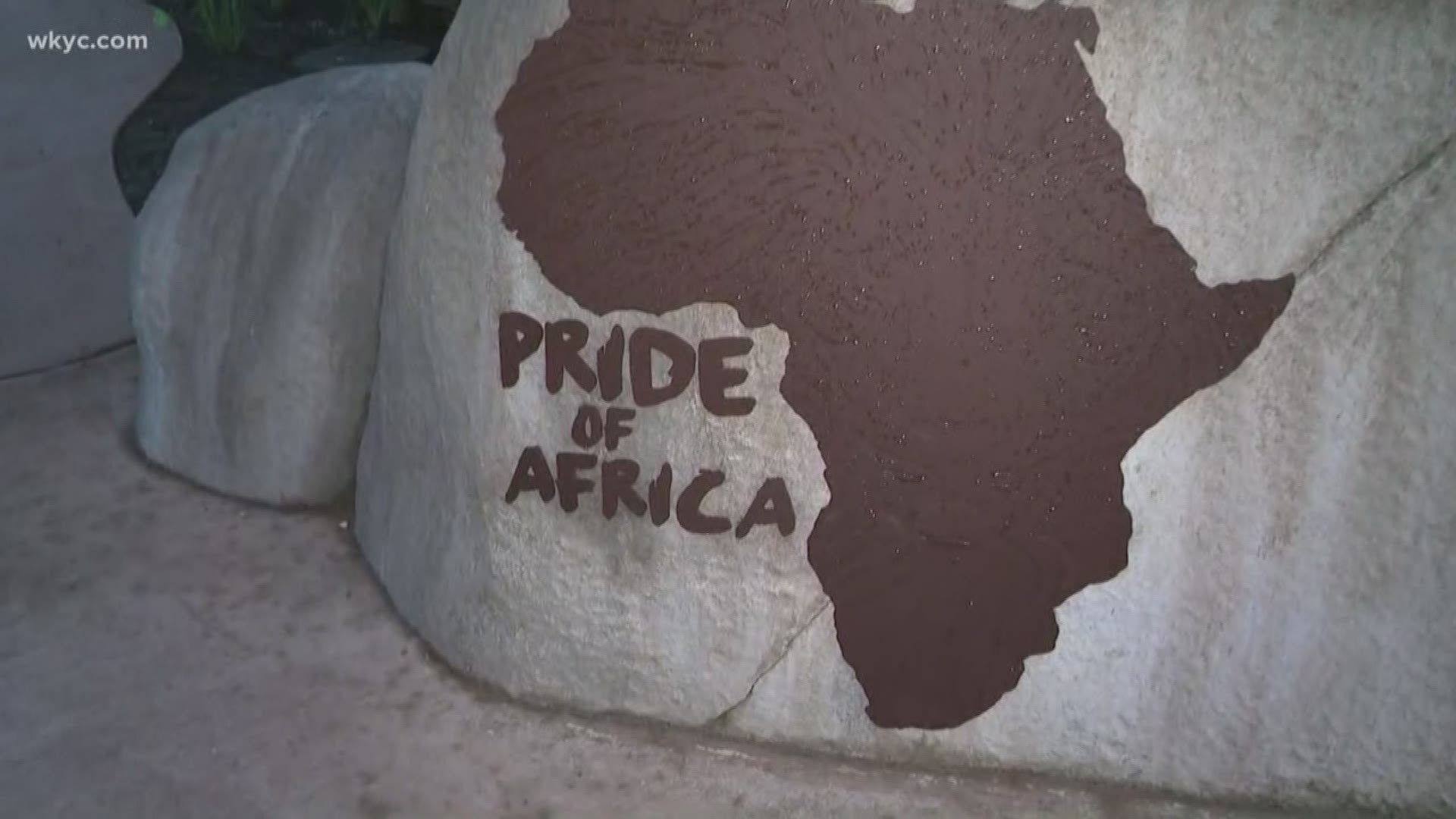 June 14, 2019: Can you hear the roar? The Akron Zoo is preparing to open their new Pride of Africa exhibit on June 29. WKYC's Jasmine Monroe was given a sneak peek at what you can expect.