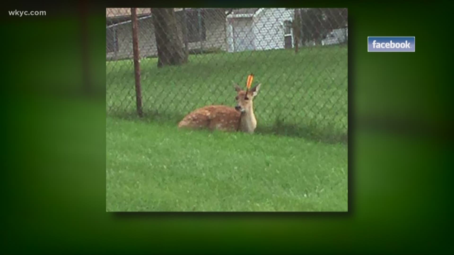 Local deer with crossbow through head spotted in the Brecksville-Broadview Heights area