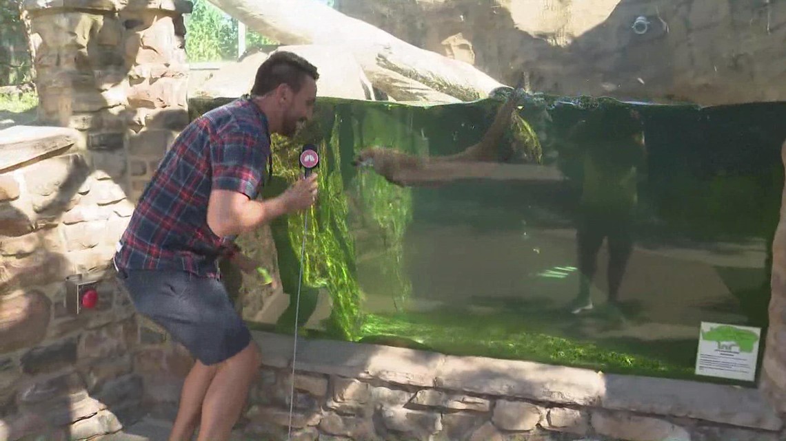 Video shows wheelchair tip over on school bus