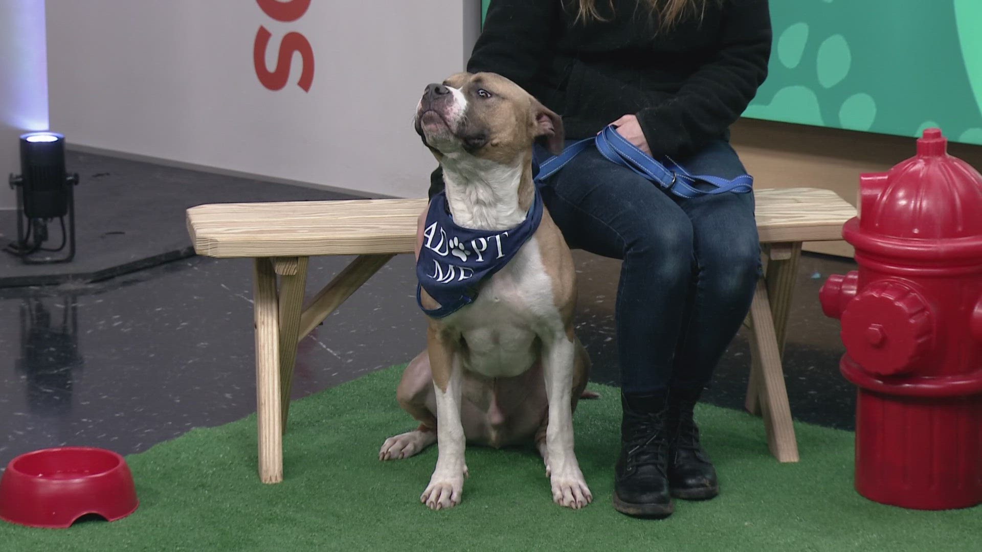 The Lake Humane Society visited 3News with Toby.