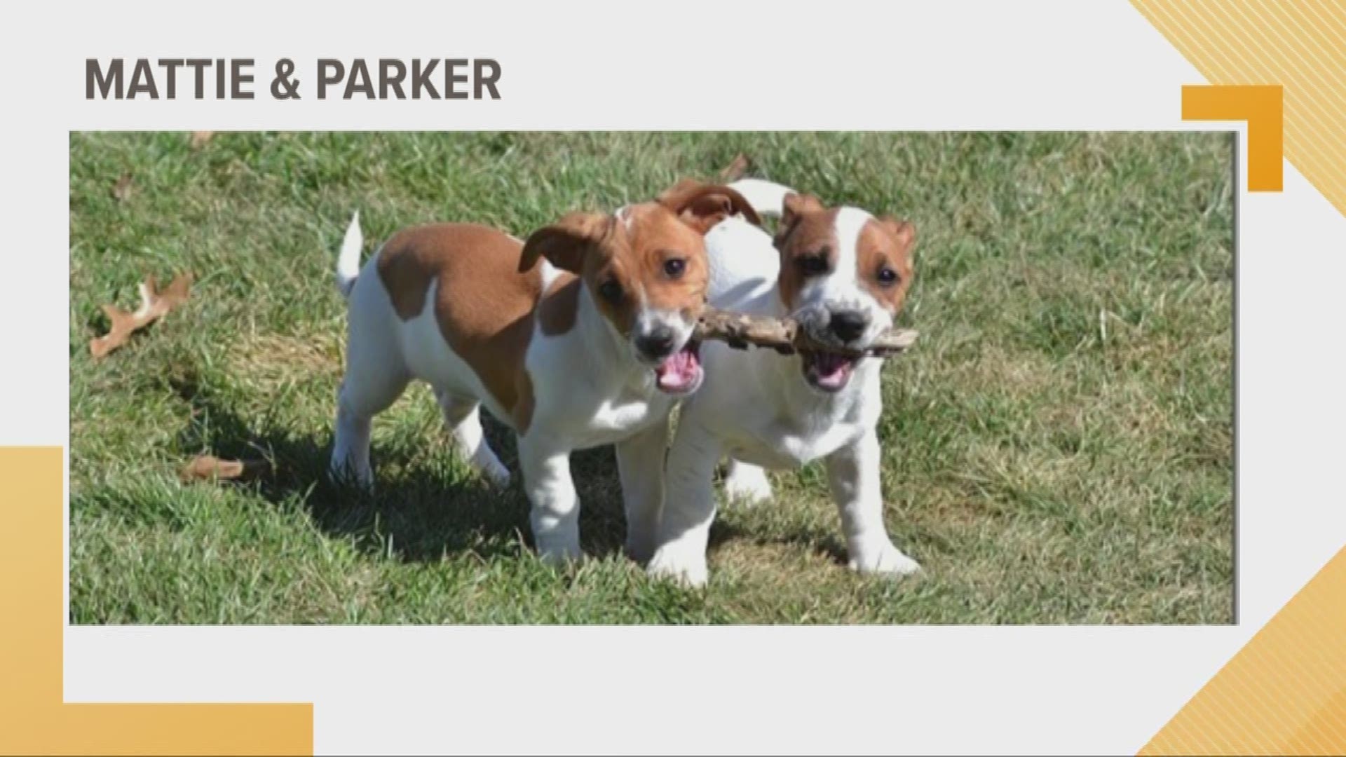 Doggone Weather: Mattie and Parker