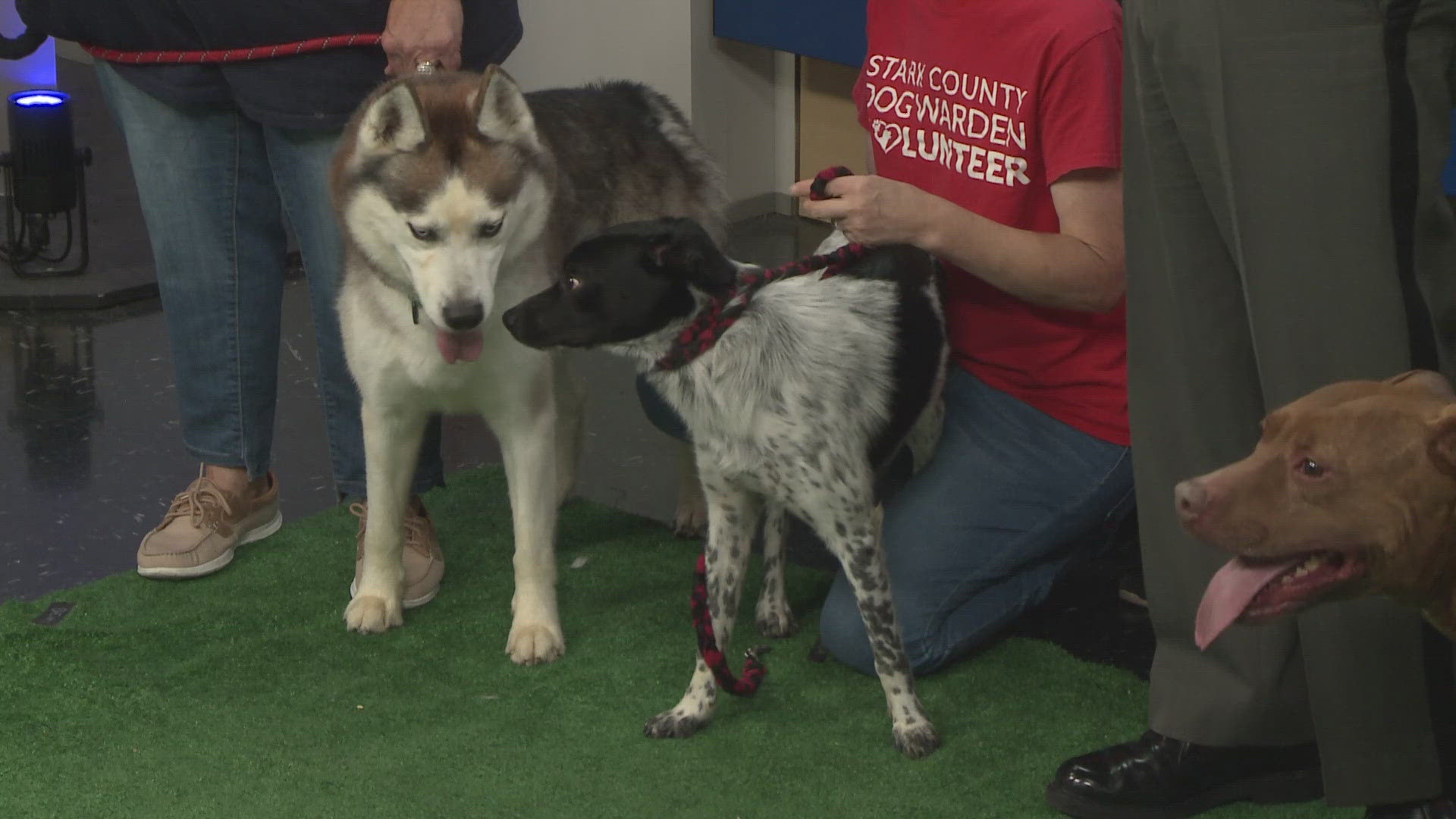 As we continue to help Clear the Shelters, we welcome Stark County Sheriff George Maier and Friends of Stark Pound to introduce us to some furry friends.