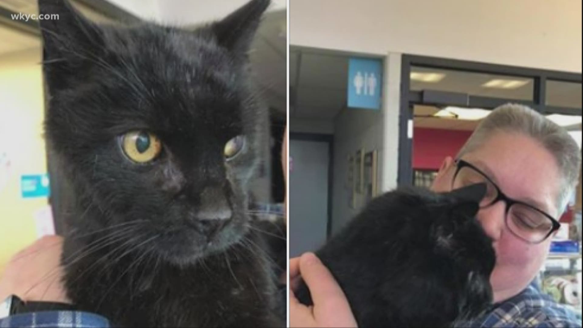 April 17, 2019: Peatie the cat has been around for 10 years, lounging on furniture and entertaining customers at the Westlake store. Peatie has gained a loyal fan base and a very important job. Six months ago, though, Peatie took himself for a walk and didn’t come back.