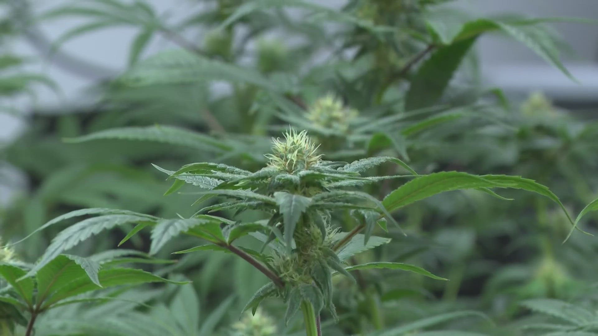 3News' Kierra Cotton is there for a closer look at what the Cleveland School of Cannabis has to offer.