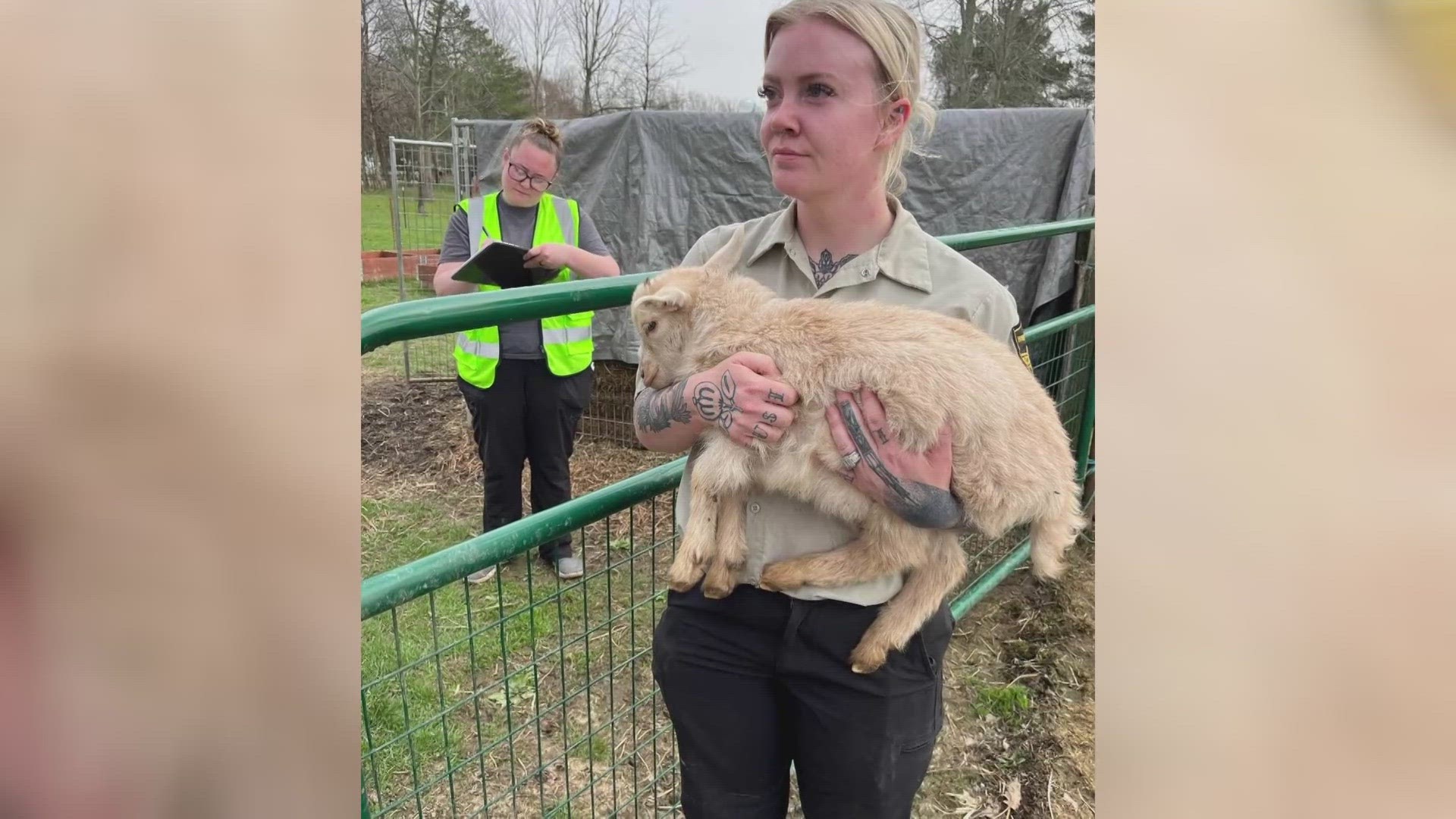 A total of 88 pigs, goats, dogs, chickens, ducks and rabbits were impounded from the Lorain County farm. Dead animals were also removed from the property.
