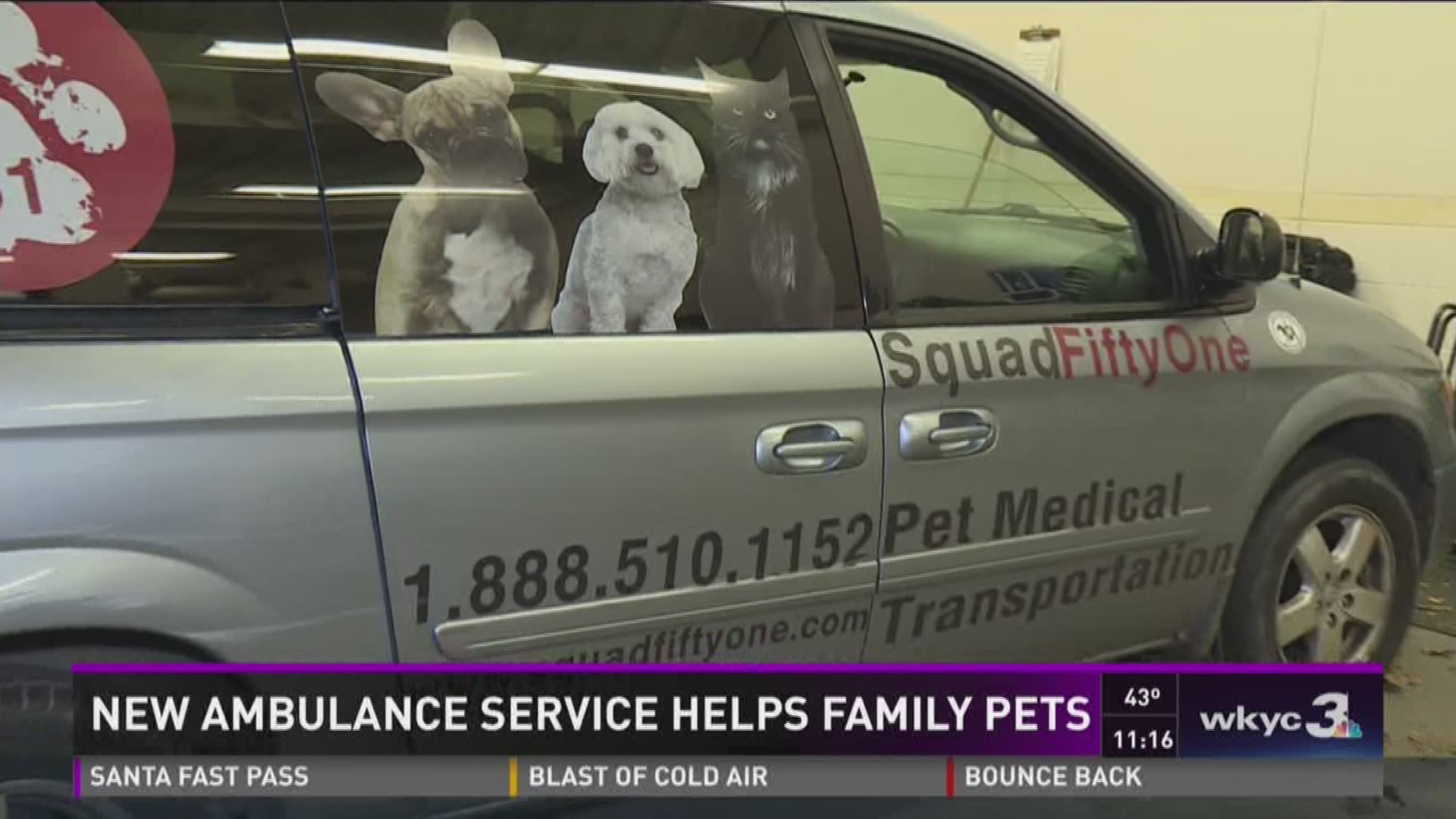 local pet transportation