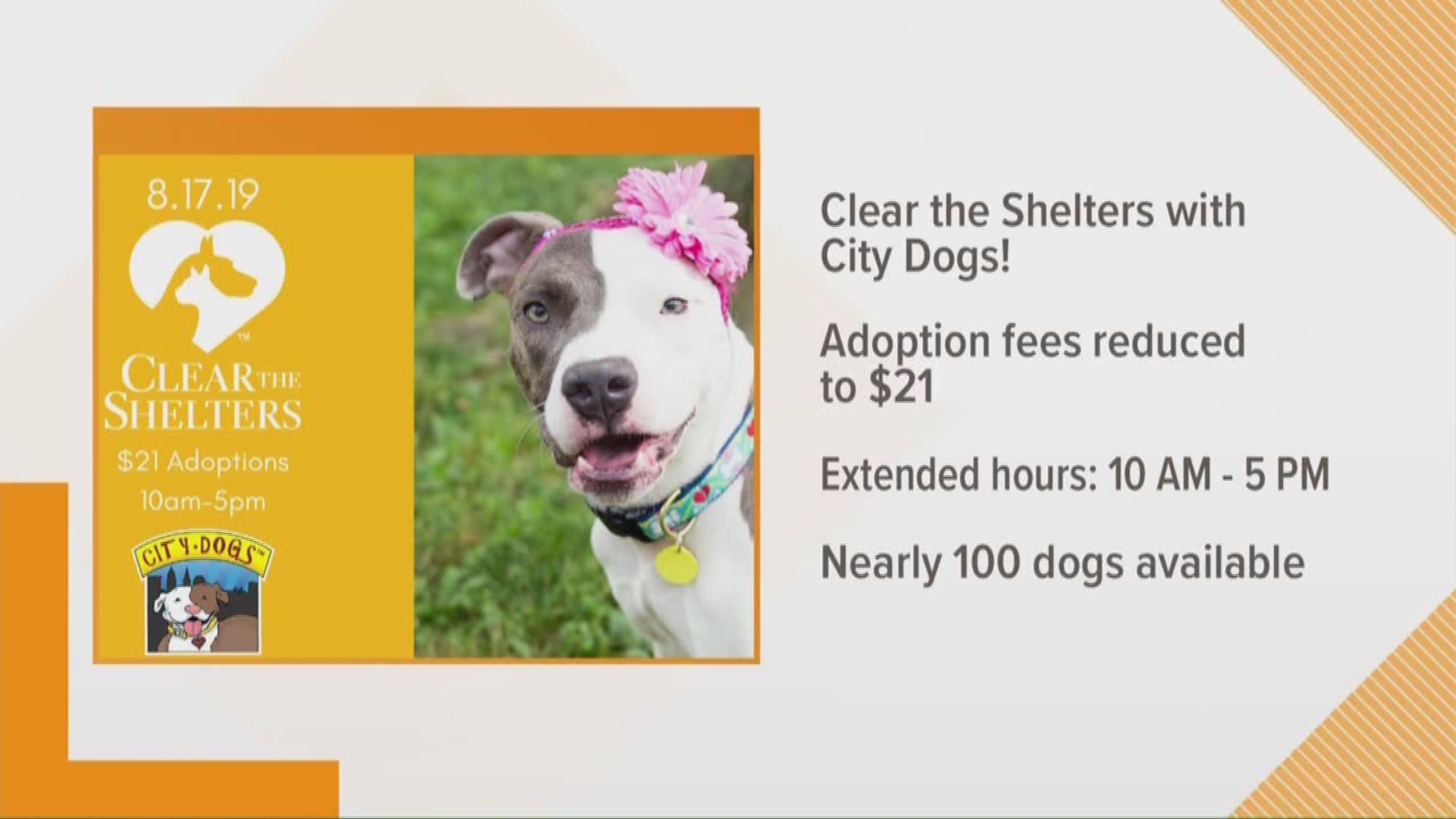 Clear the Shelters is happening this weekend