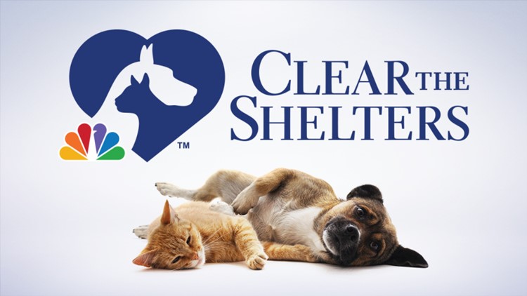 WKYC viewers help to adopt 2,500 Northeast Ohio pets during Clear the Shelters campaign