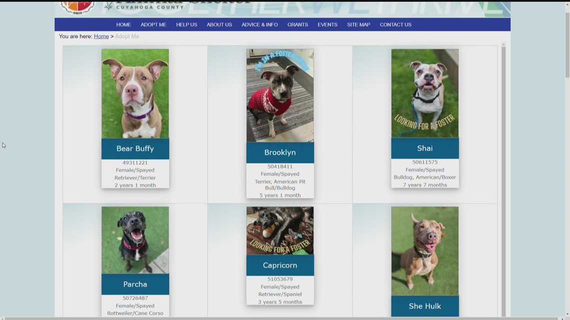Cuyahoga County Animal Shelter seeks potential adopters as kennel becomes full