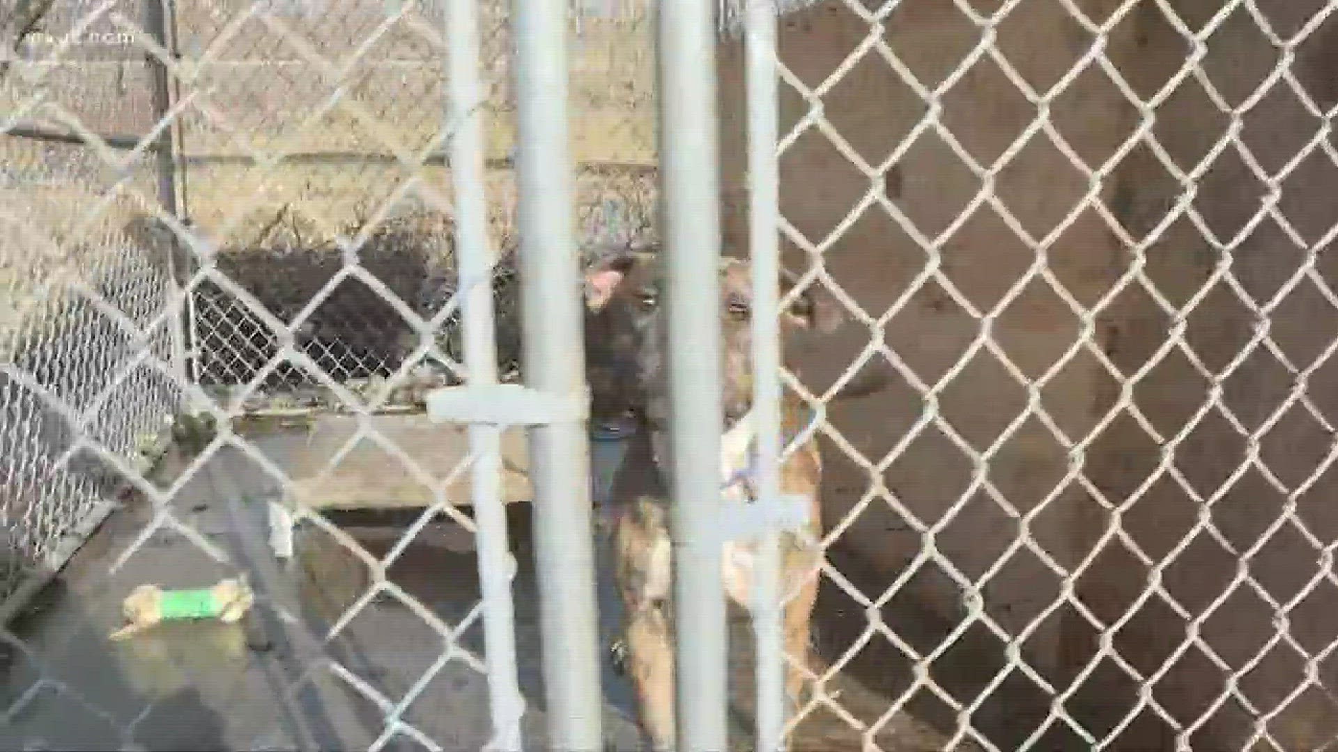 Cages are full at Cleveland city Kennel