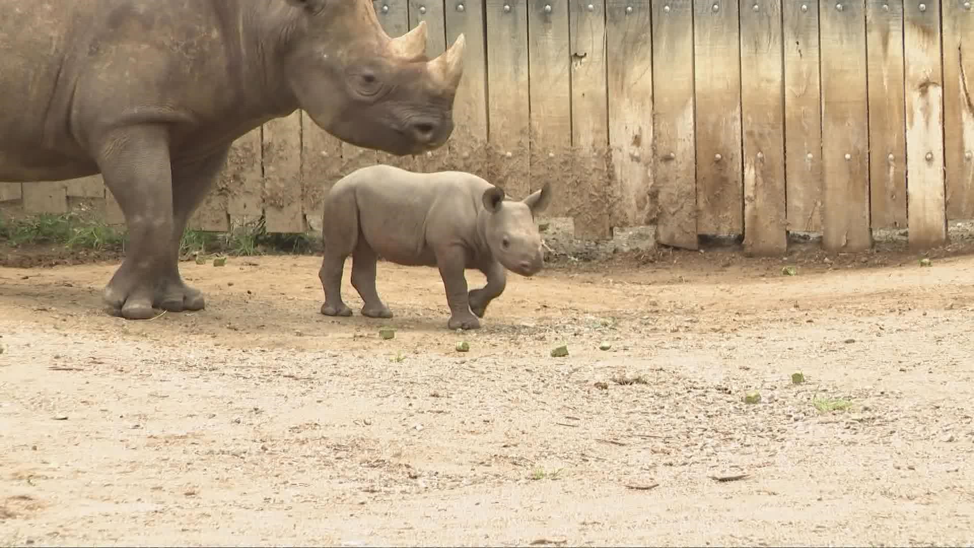 Today was the first day guests were able to see Dalia the baby rhino at the Cleveland Metroparks Zoo, but she's already making a positive impact for rhinos worldwide