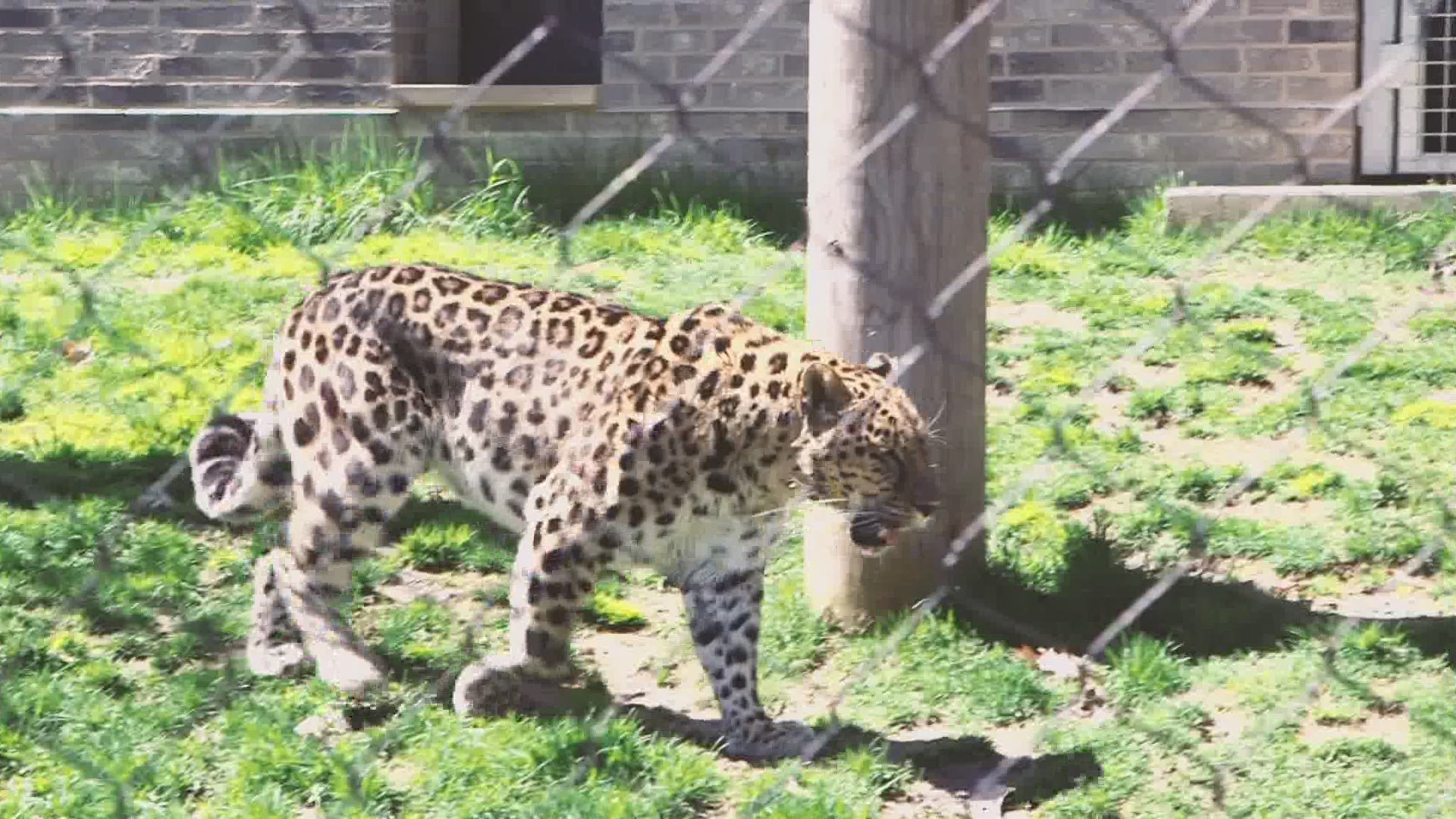 'Cruise the Zoo' ticket availability restored after high demand shut