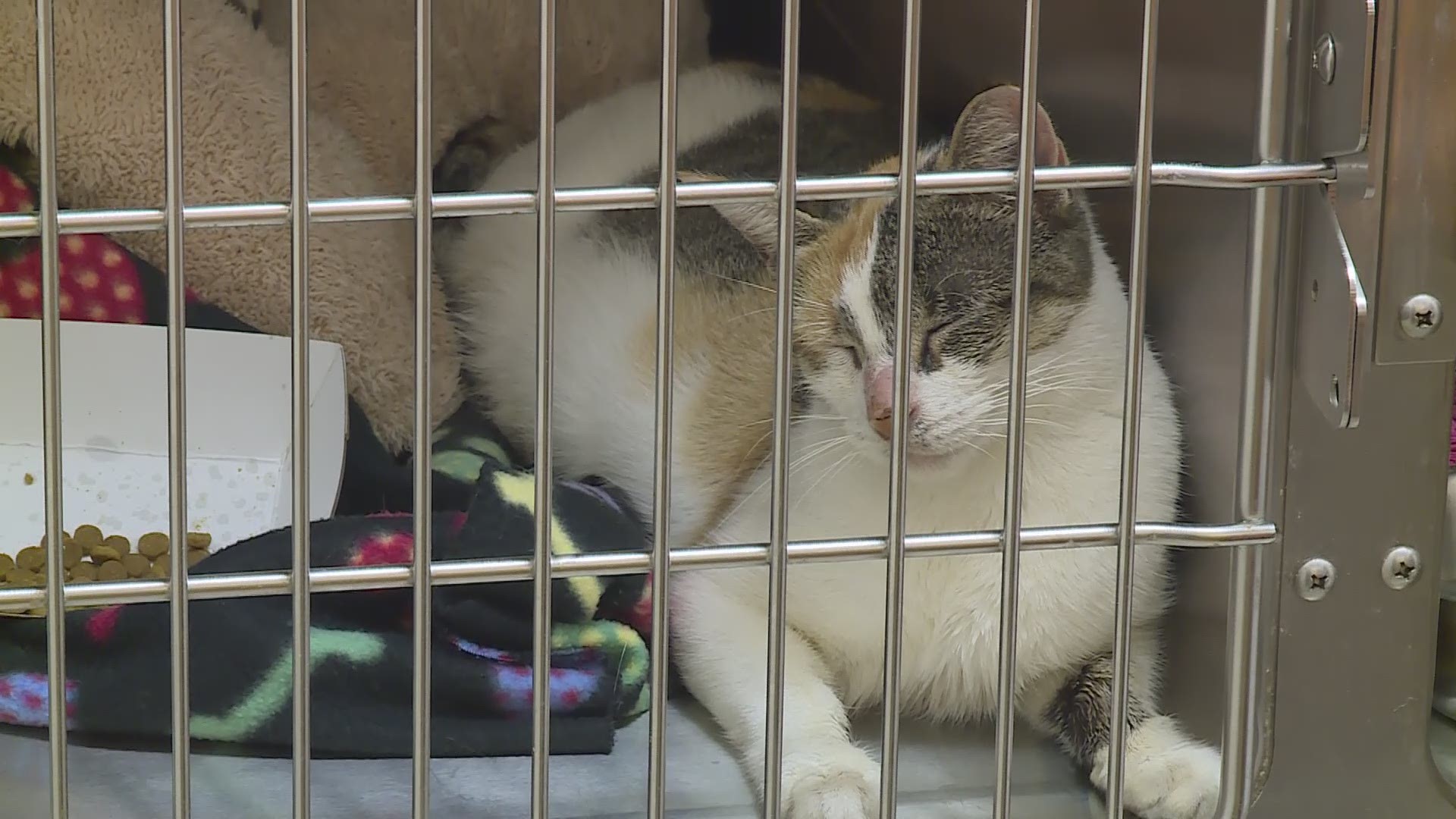 3News was granted a look inside VCA Great Lakes Veterinary Specialists to see the cats who were rescued. Seven were dumped near the trash behind the hospital.