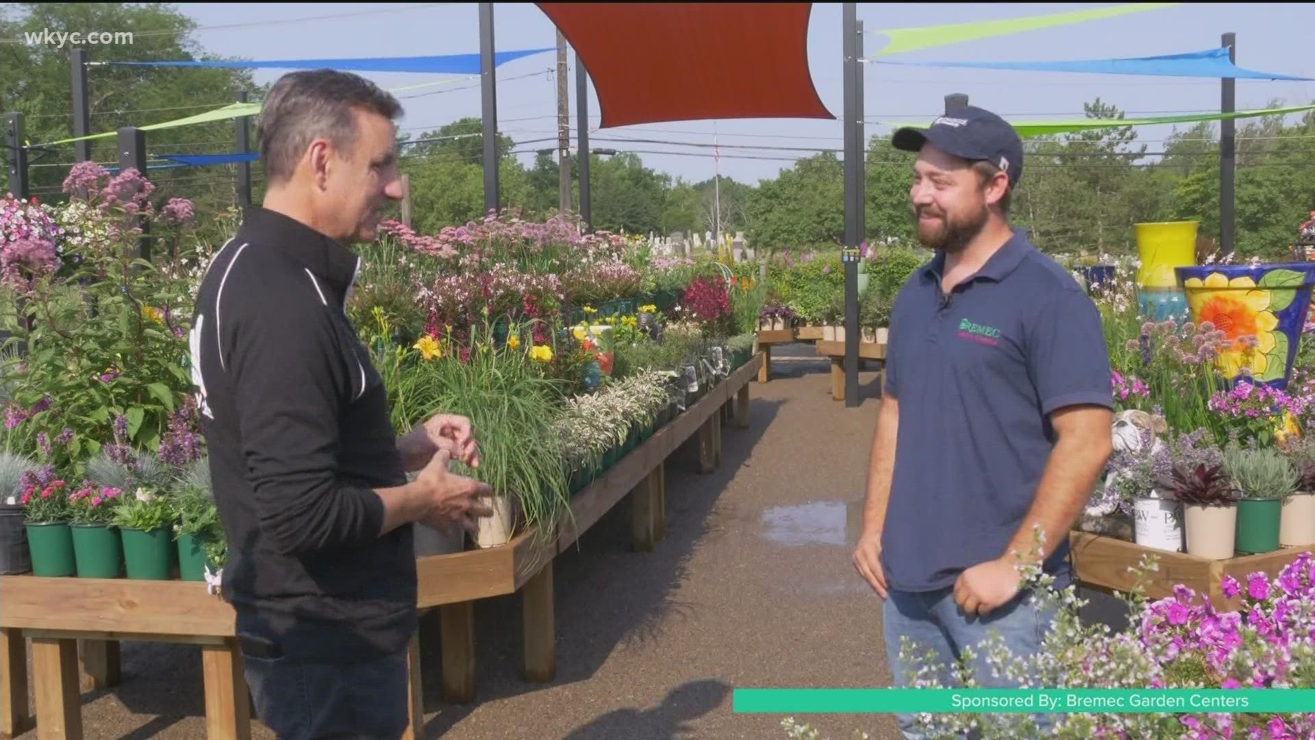 Joe is at Bremec Garden Center today talking with Billy Herron all about adding color and nature to your home! Check out their new addition, Perennial Paradise!