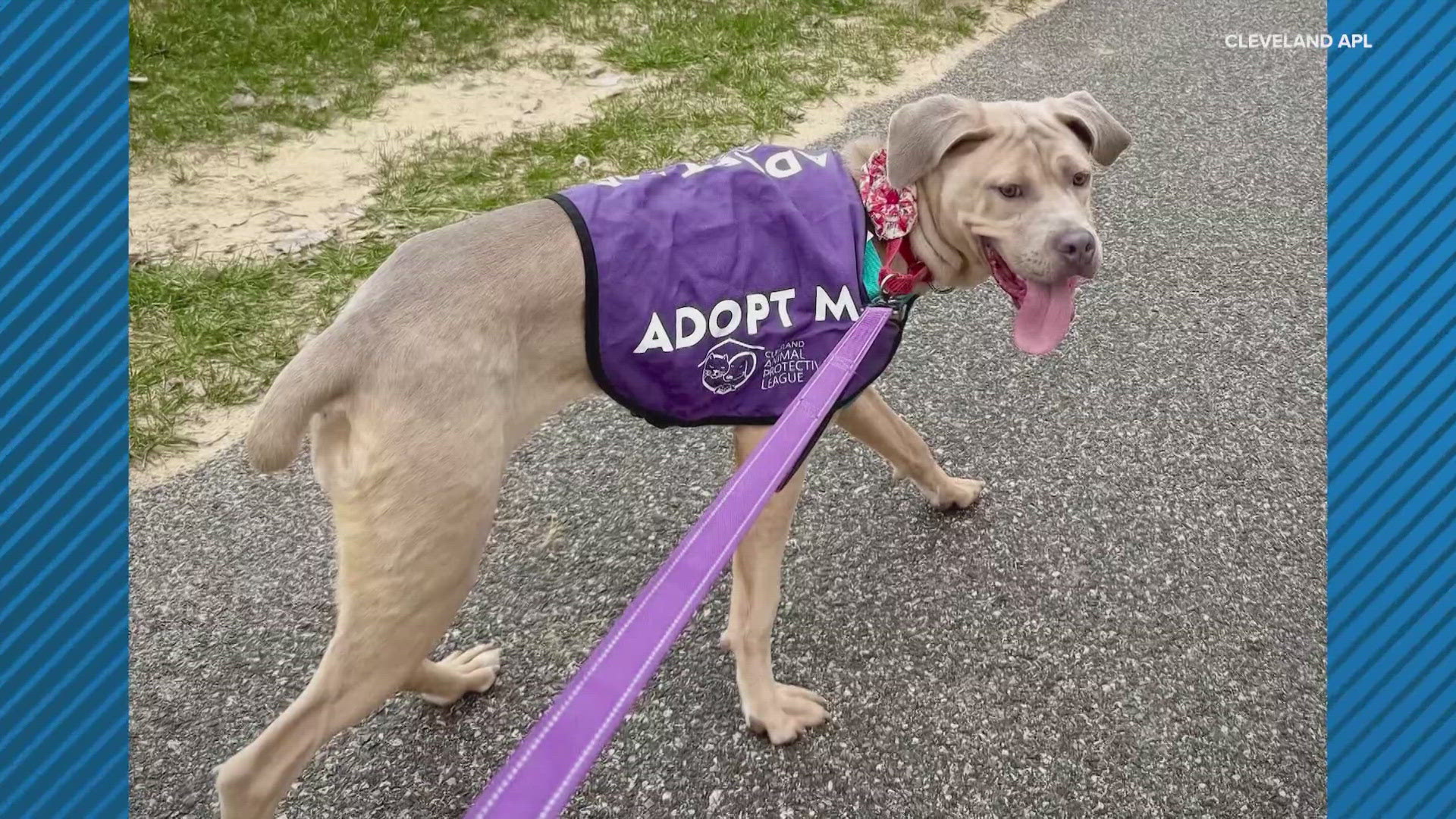 The feel-good program lets you sign out a pup for the afternoon to walk, hike or just hang out. It not only provides them stress release but some added exposure.