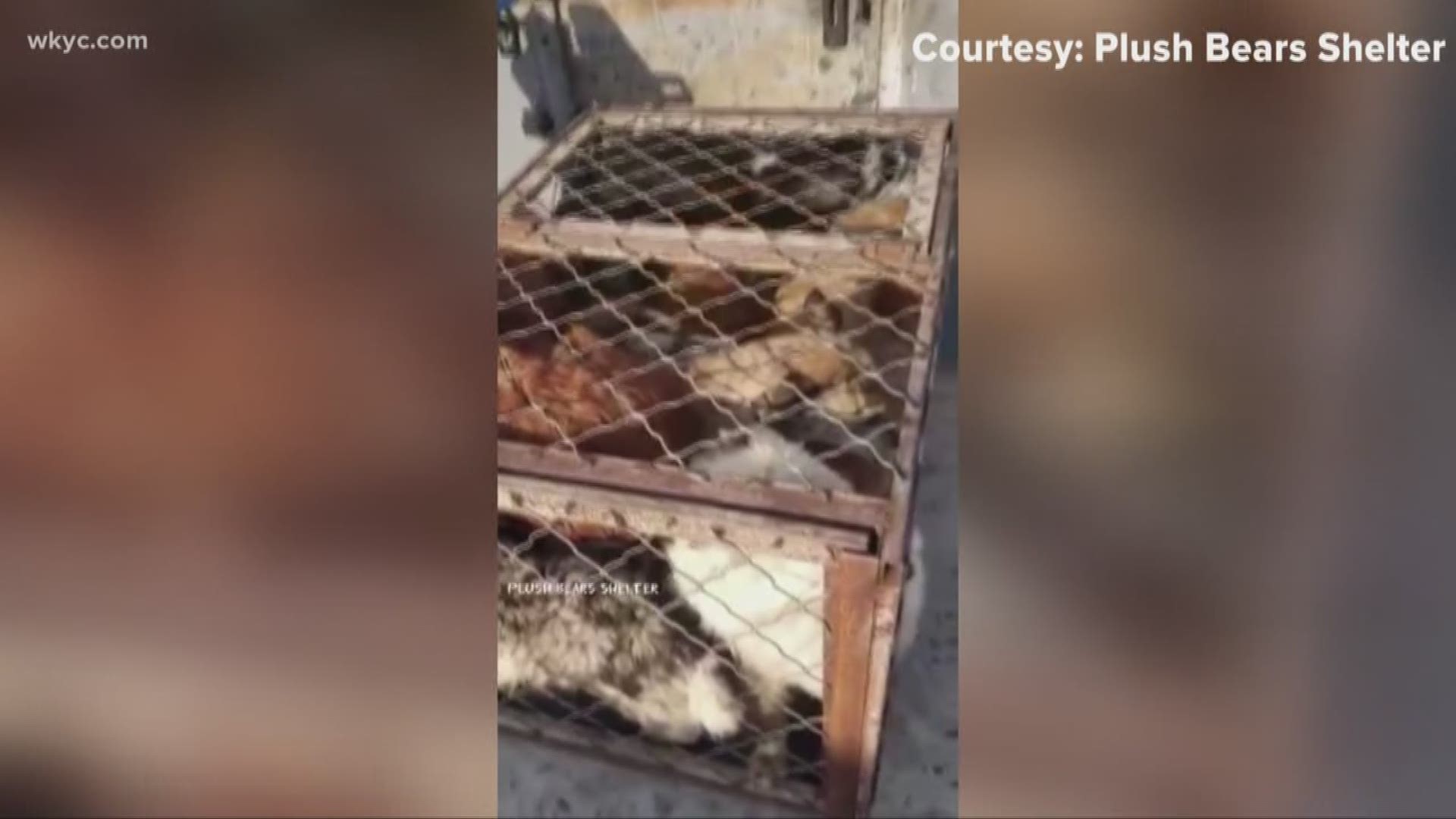 Local group saves dogs from Chinese slaughter house