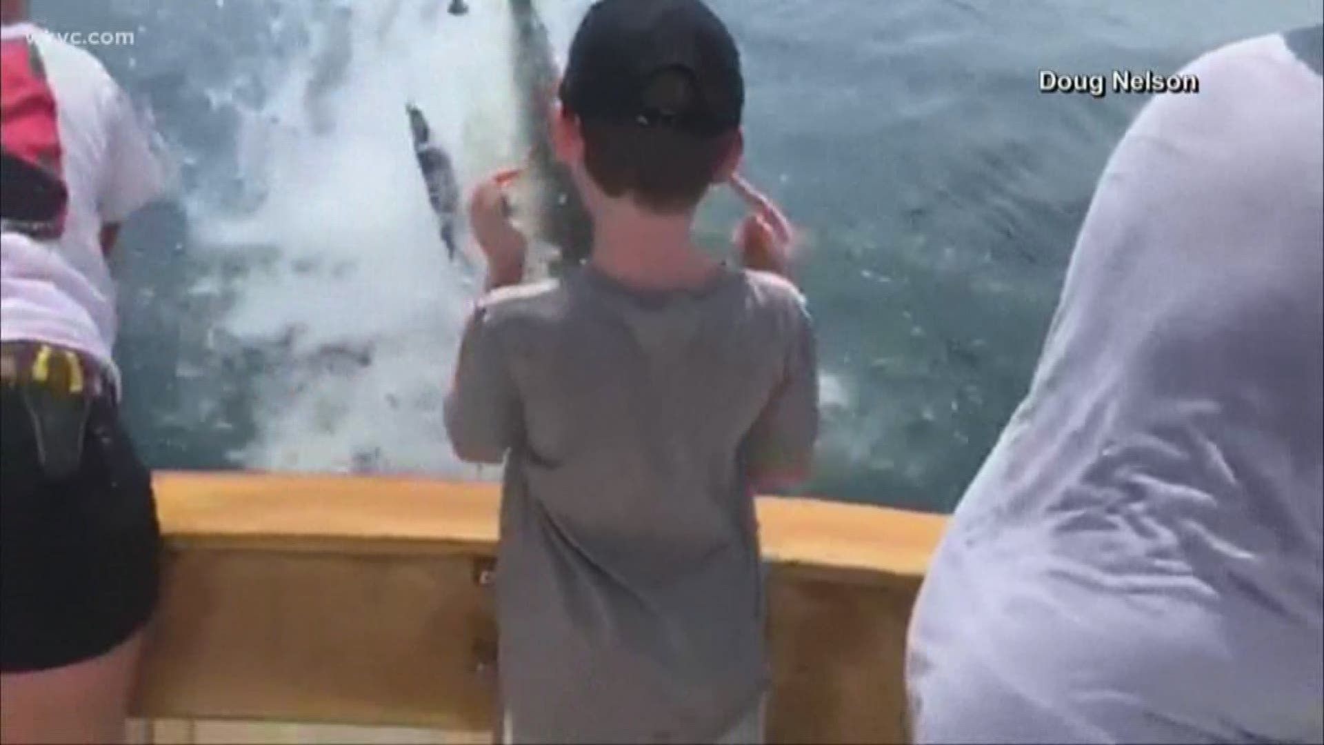 A group was fishing and a shark came up to the boat and snatched their catch in a move that even leading conservancy experts are saying they've never seen before.