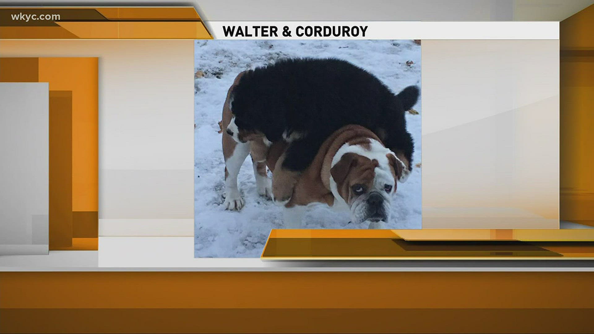 Doggone Weather: Walter and Corduroy
