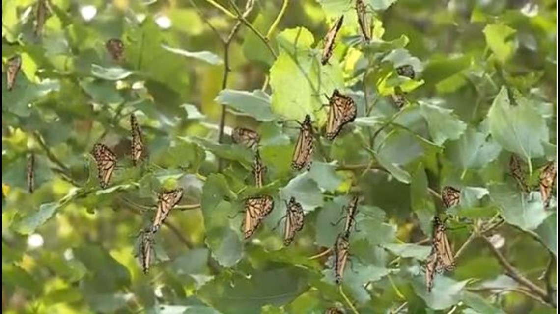 Monarch butterflies arrive at Cleveland's Wendy Park