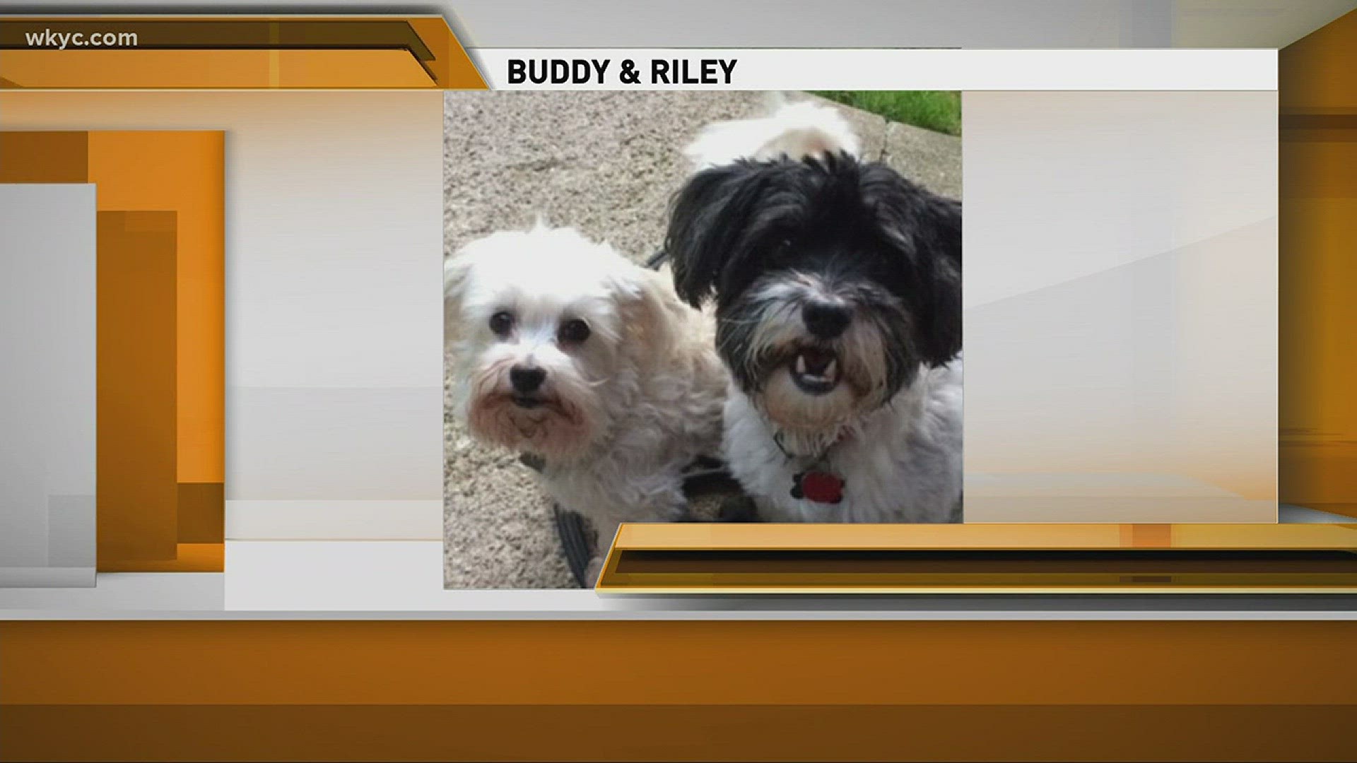 Doggone Weather - Buddy & Riley