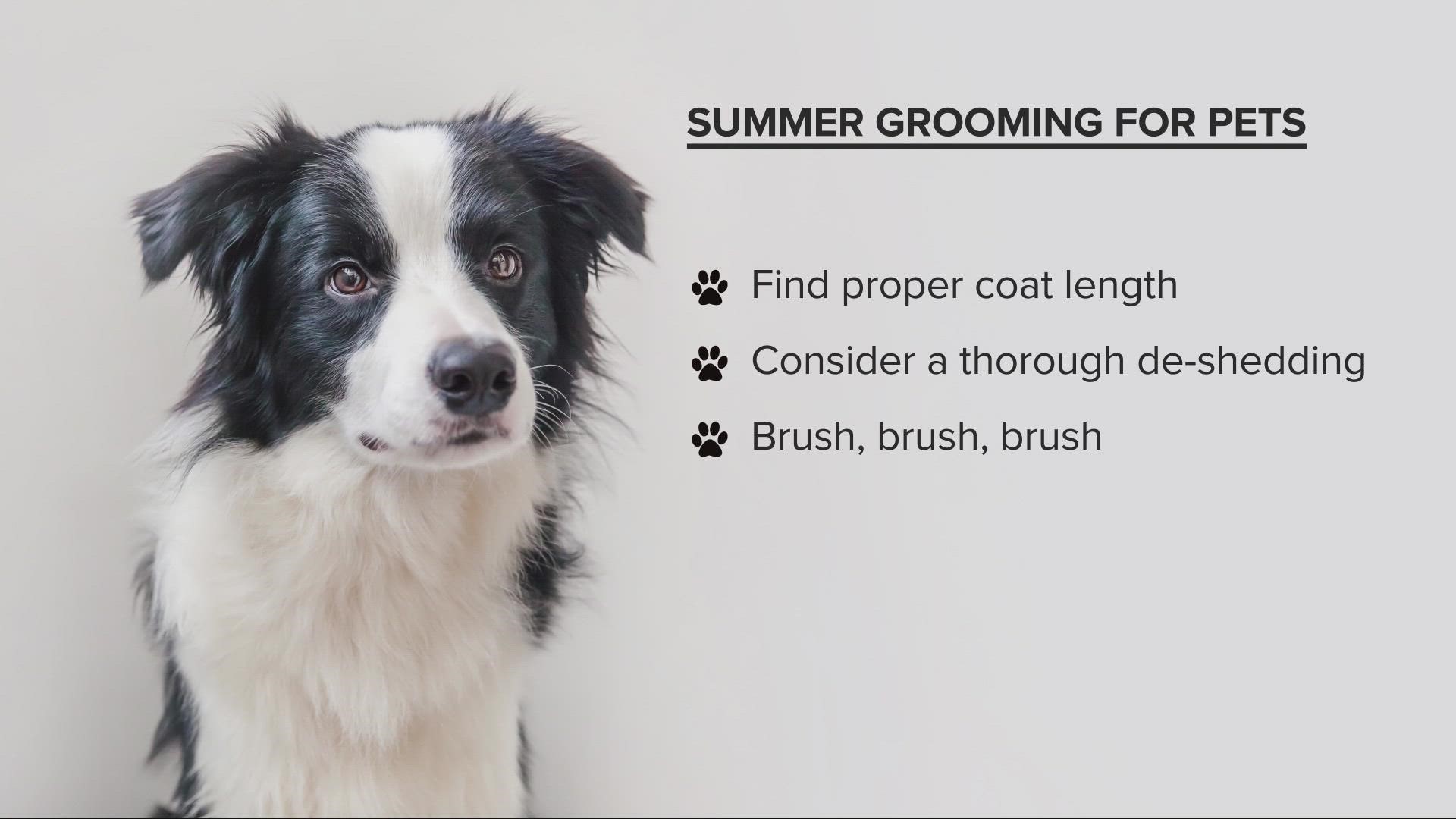 Don't forget to keep your dog properly groomed during the summer heat.