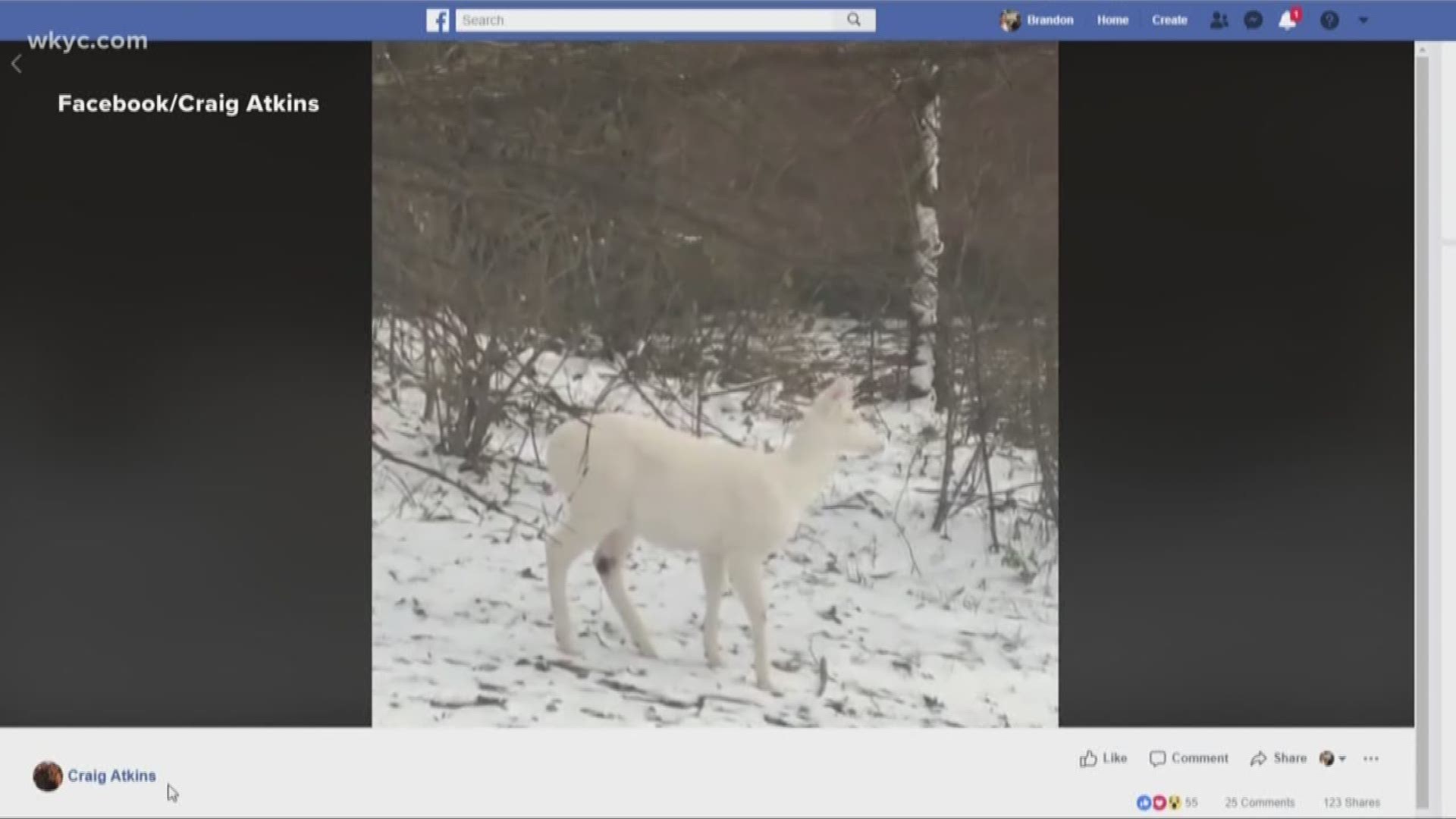 Rare deer spotted in Mansfield