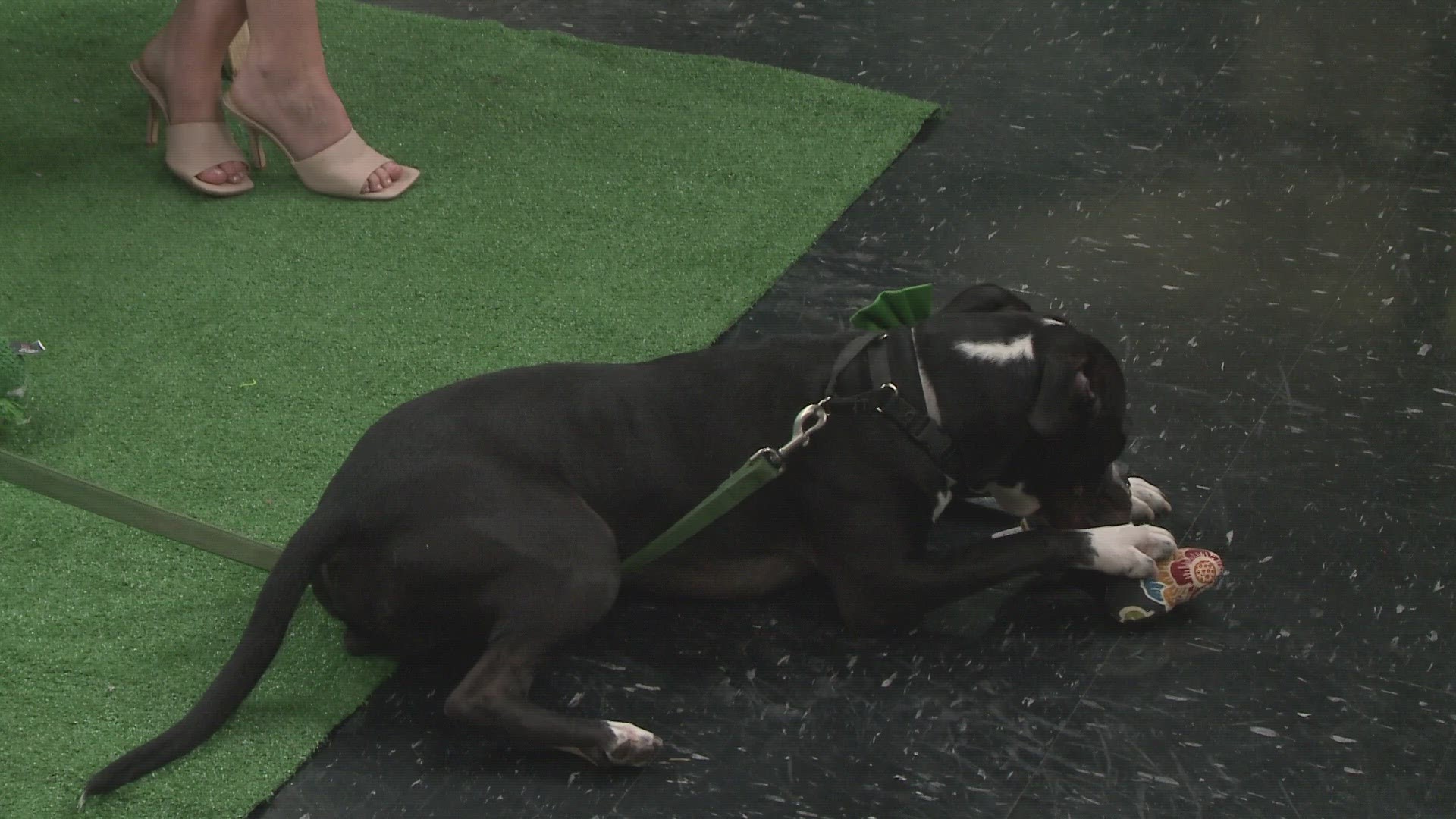 The Euclid Animal Shelter visited 3News on Saturday during the pet of the week segment. Thompson has been at the Euclid Animal Shelter the longest.