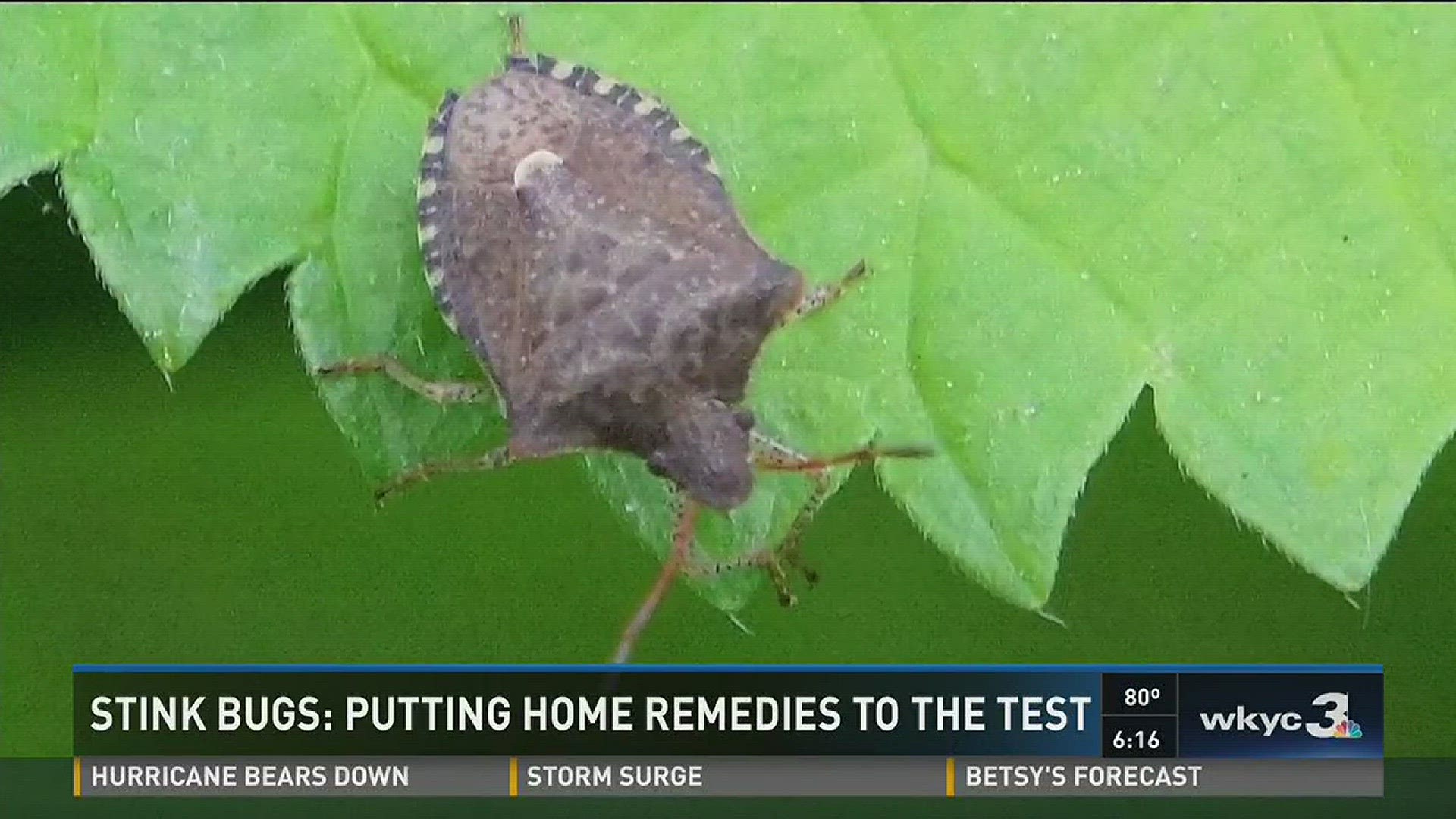 Stink bugs: putting home remedies to the test