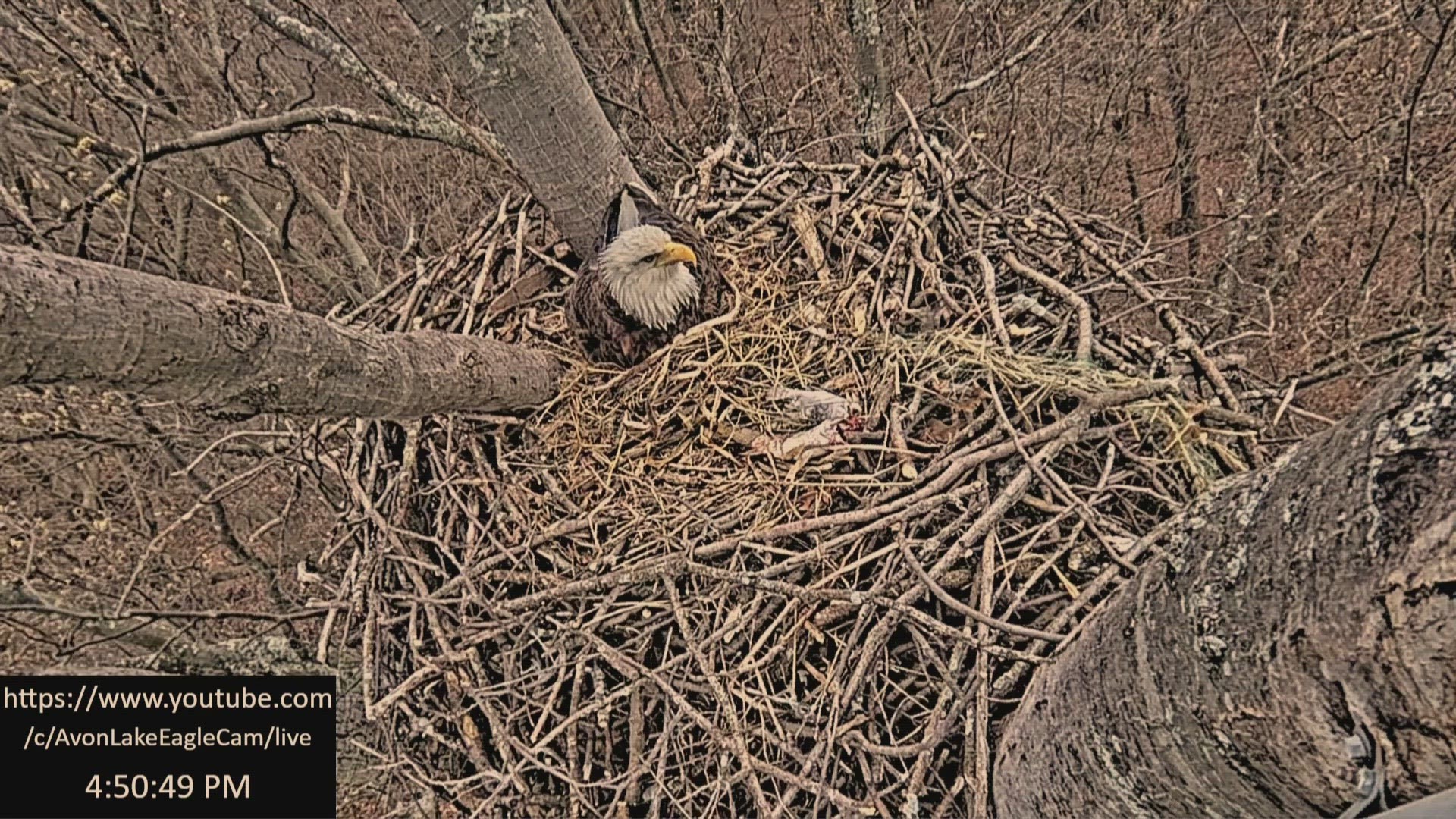 The bald eagle parents, Stars and Stripes, have had a nest at Avon Lake's Redwood Elementary School since 2014. There is still another egg waiting to be hatched.