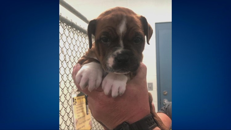 Puppies found abandoned in carrier along Portage County road during extreme heat