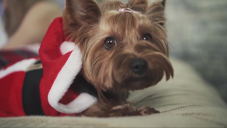Help your dog stress less during holiday parties: Ready Pet GO!