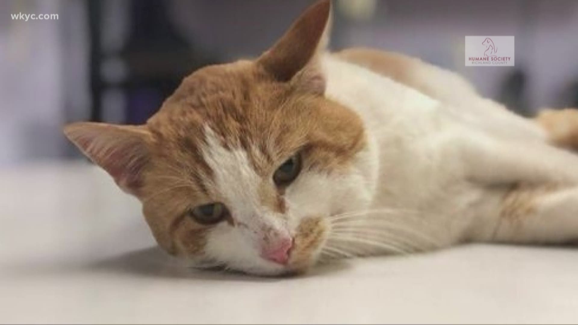 Richland County cat recovering after being shot by arrow