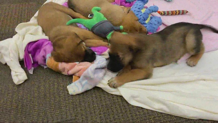 Puppy therapy at WKYC Studios thanks to Friendship APL of Elyria