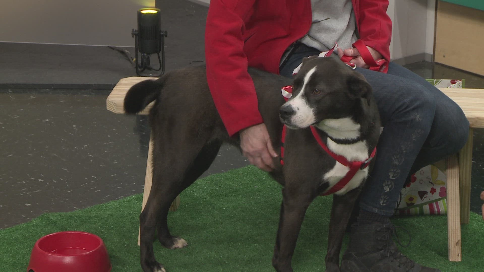 Laurel is up for adoption from the Geauga County Dog Shelter